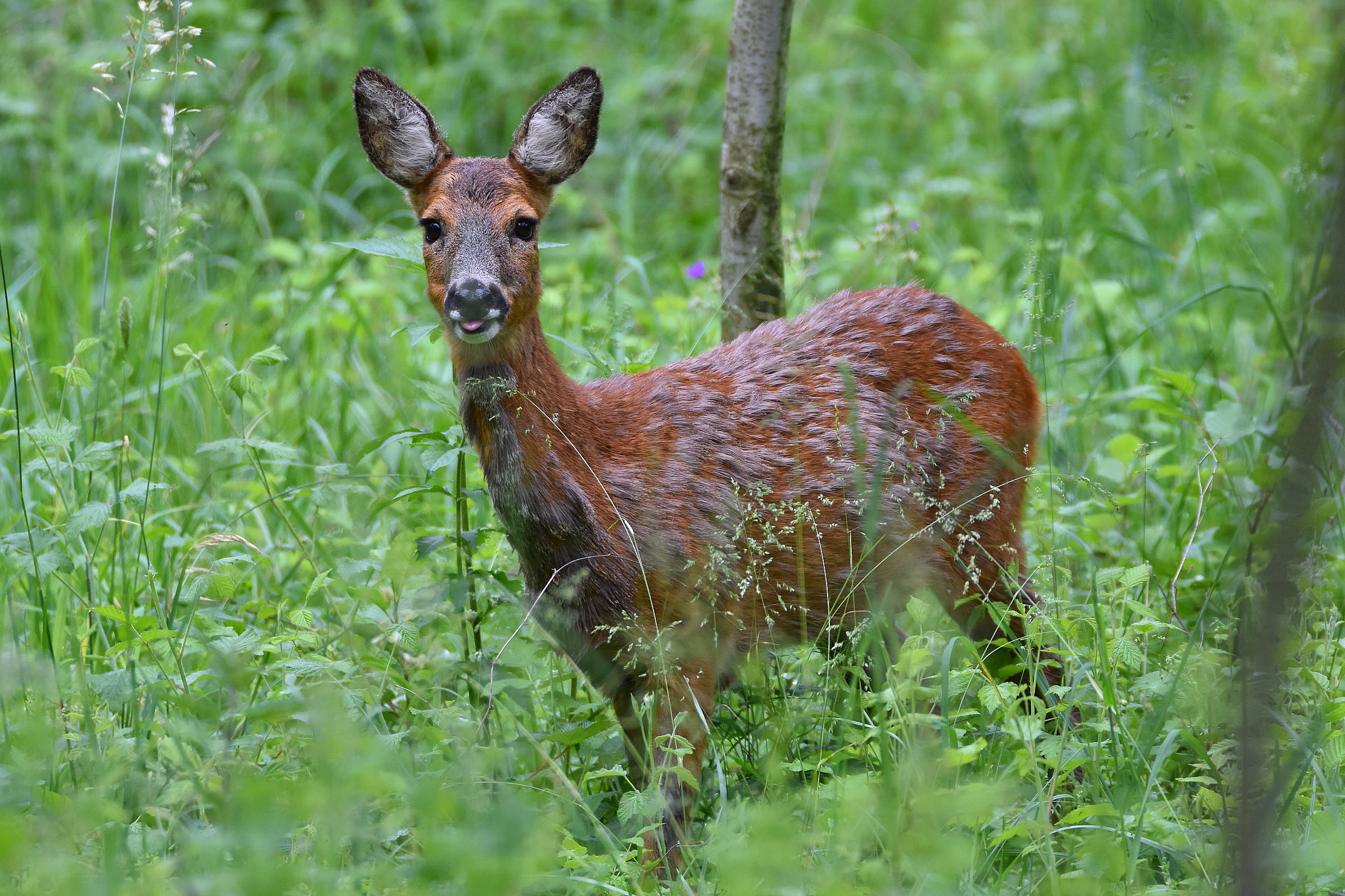 Gli abitanti del bosco