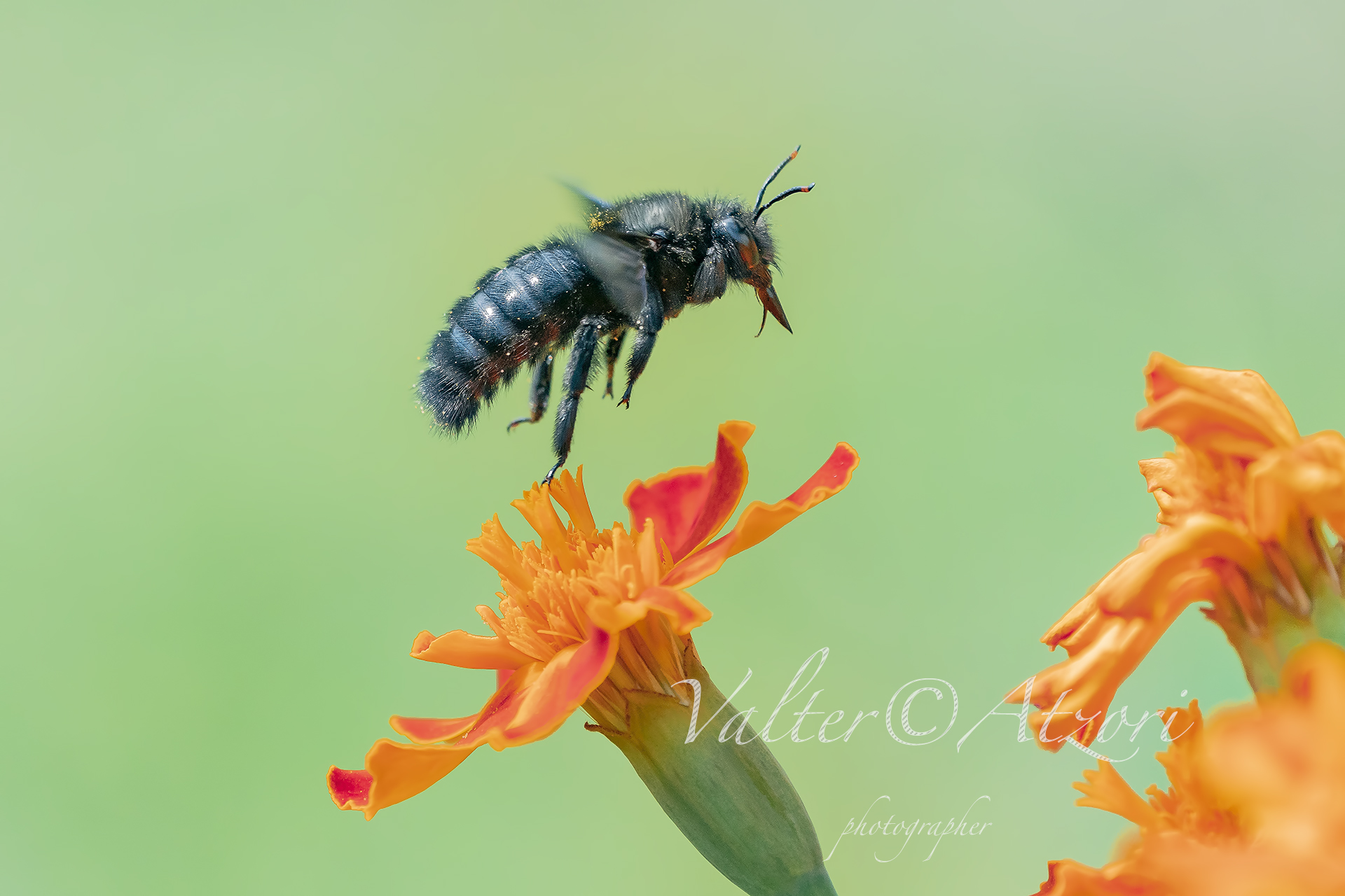 The flight of the Bumble Bee