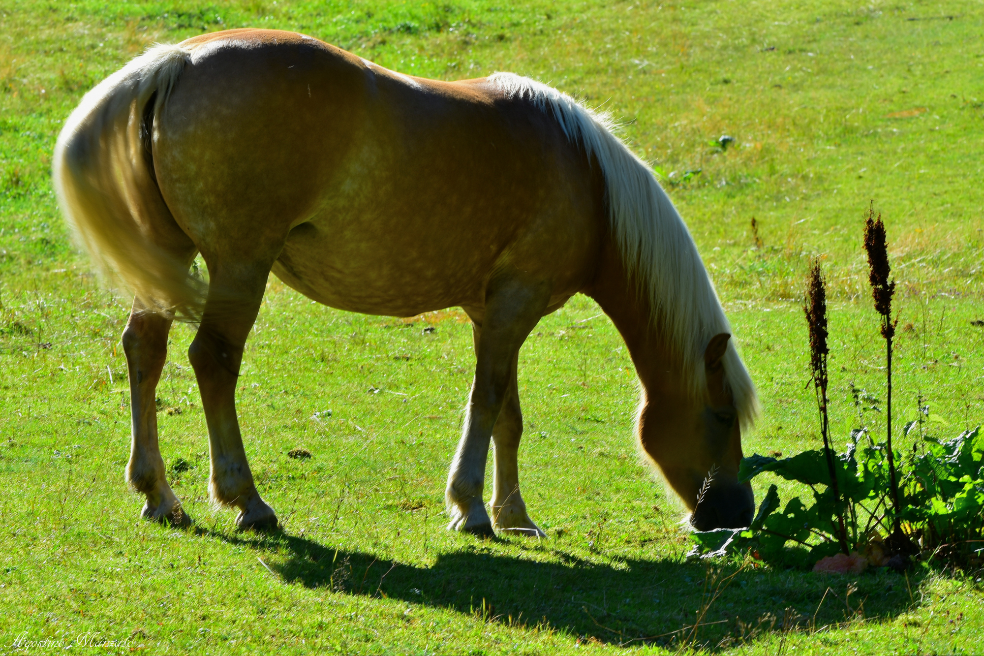 Horse Against the Light