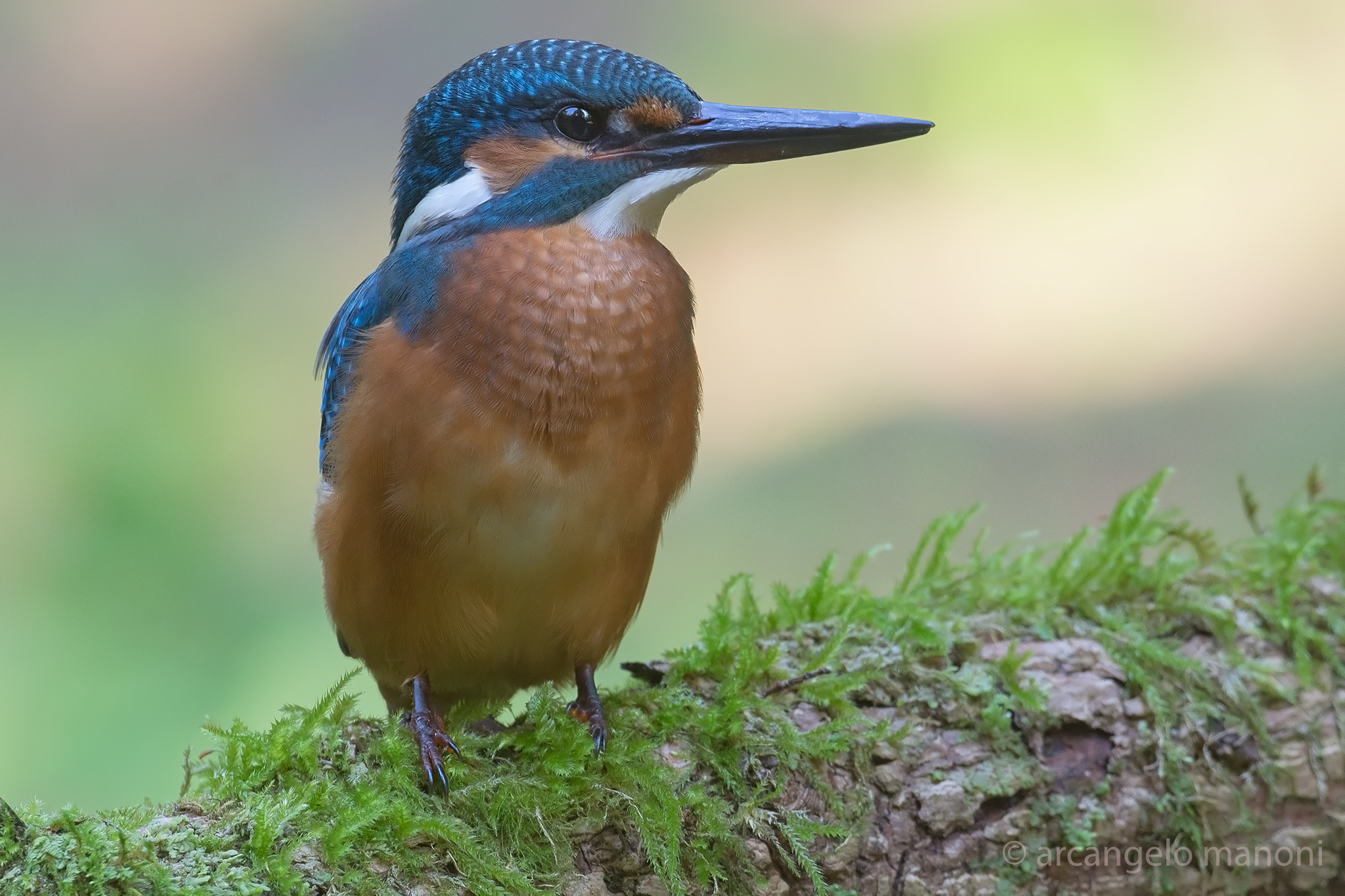 Alcedo atthis