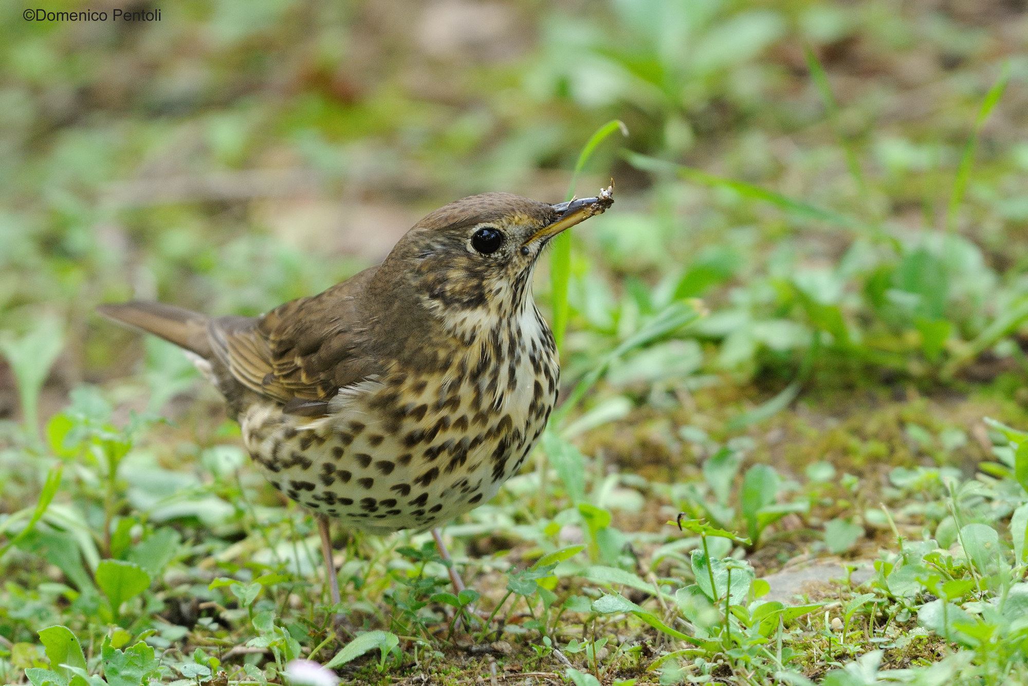 Thrush Bottaccio ... 2