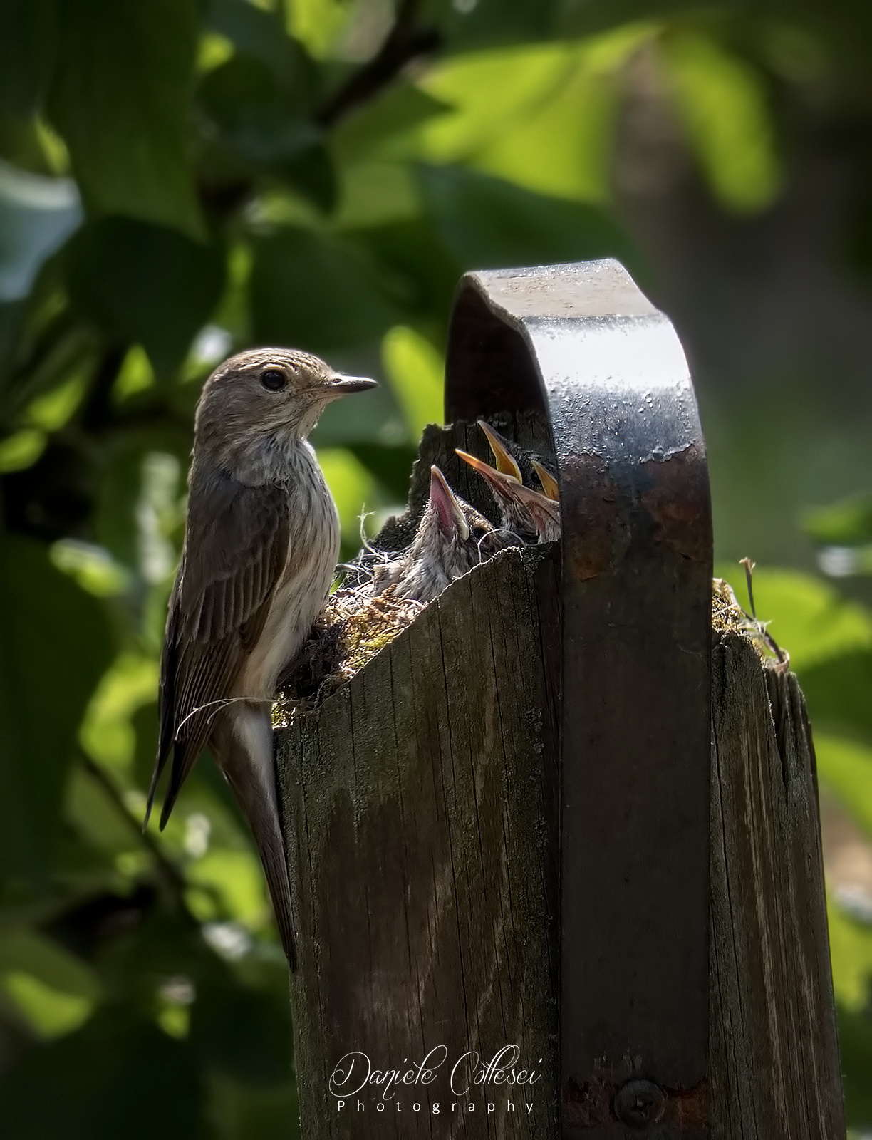 The nest of the Flycatcher (Muscicapa striata)