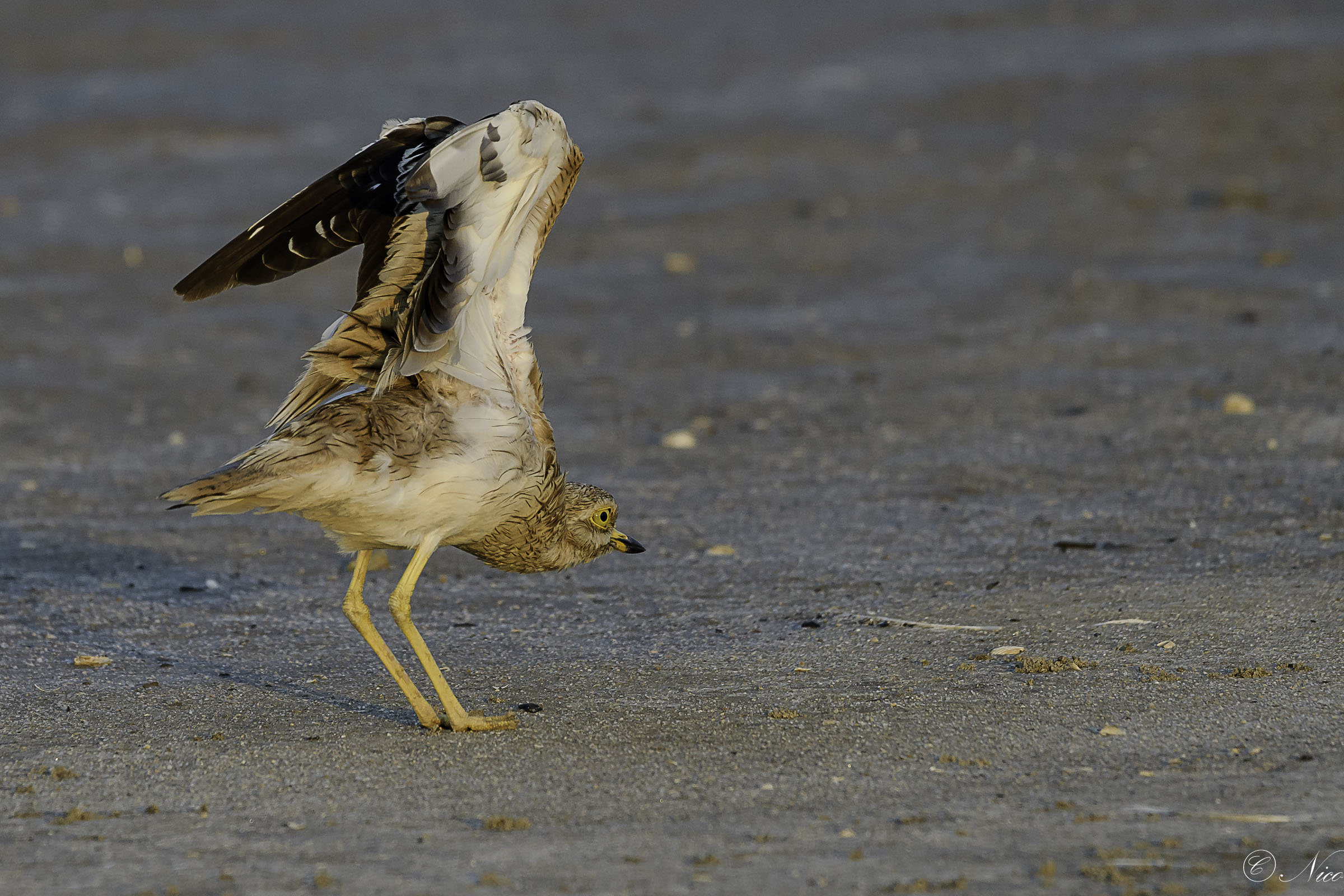 Pronti... Partenza... V