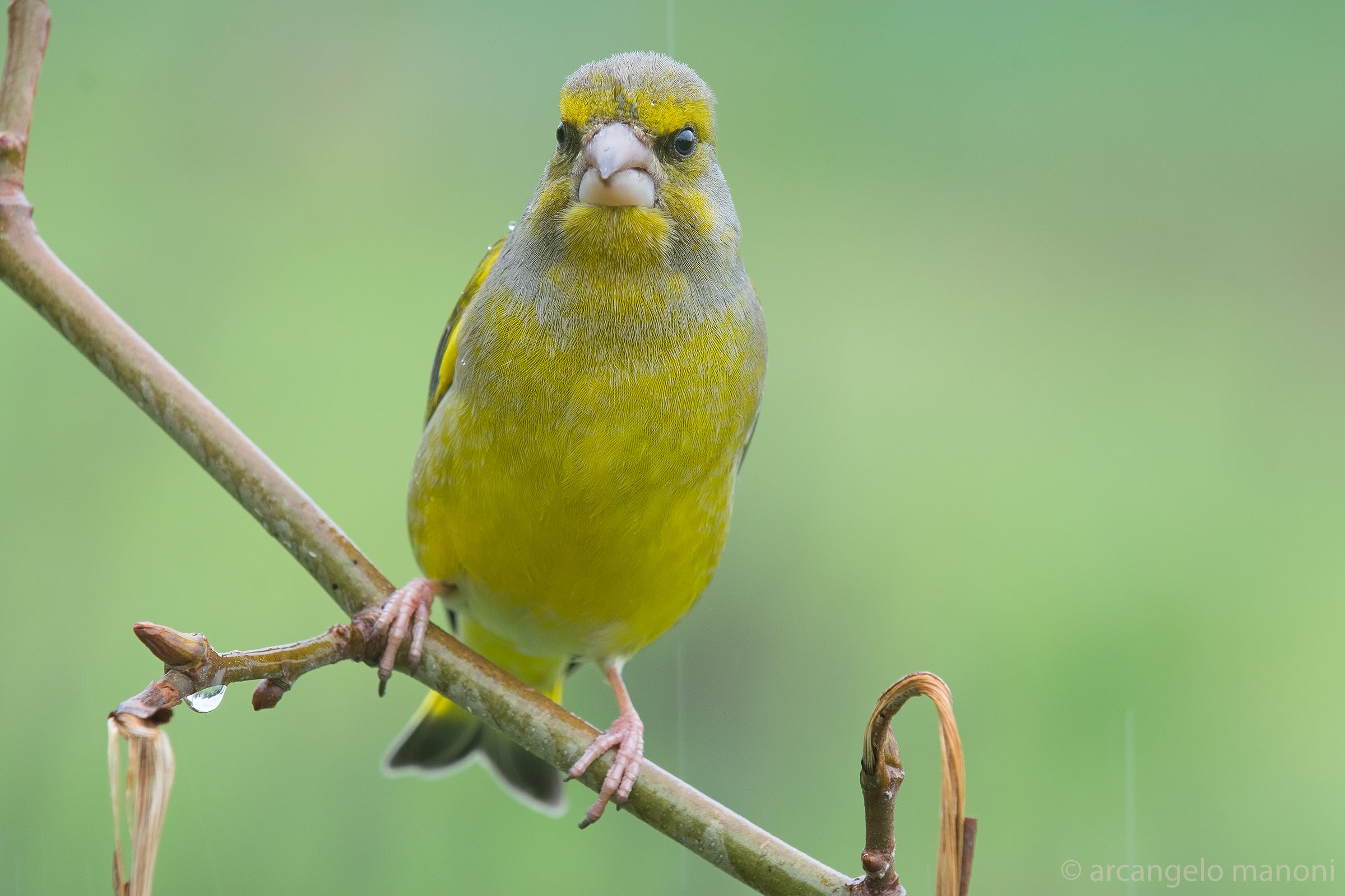 Il verdone con qualche goccia cadente