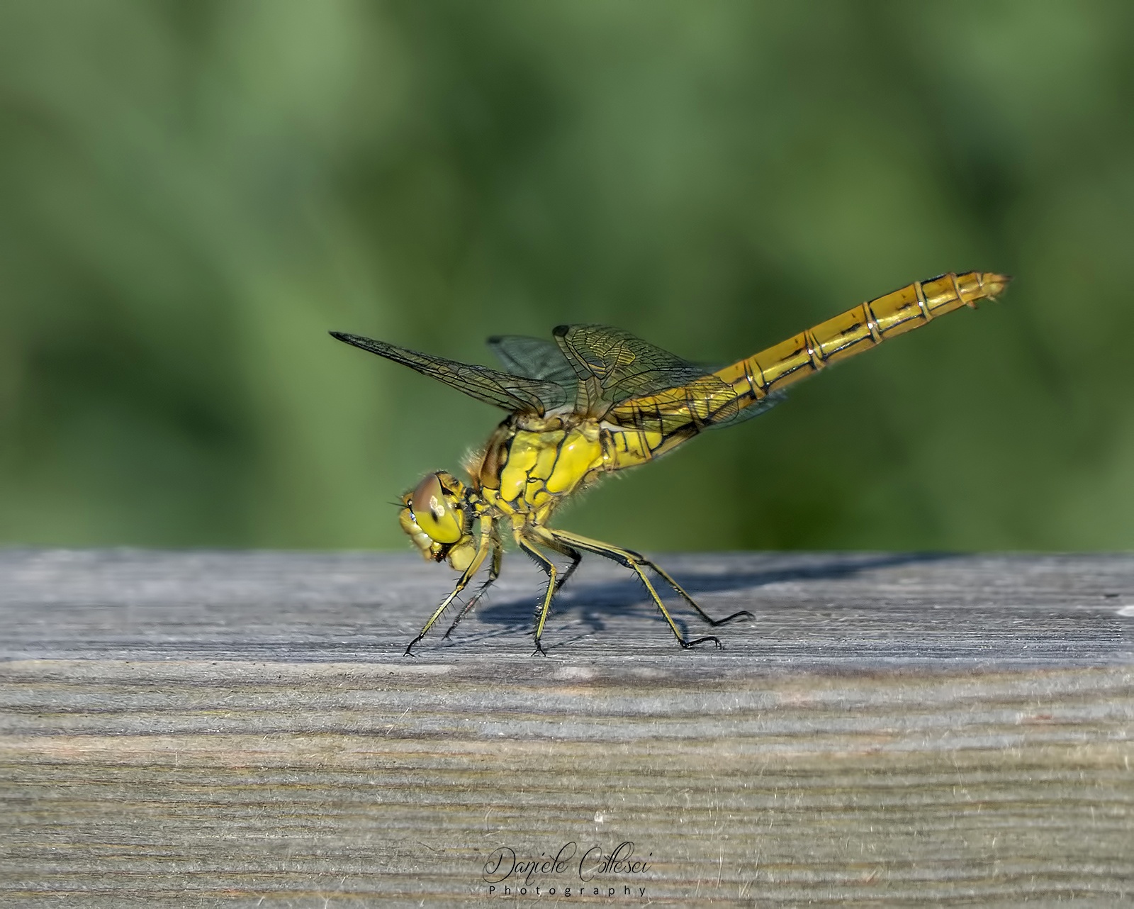Yellow Dragonfly