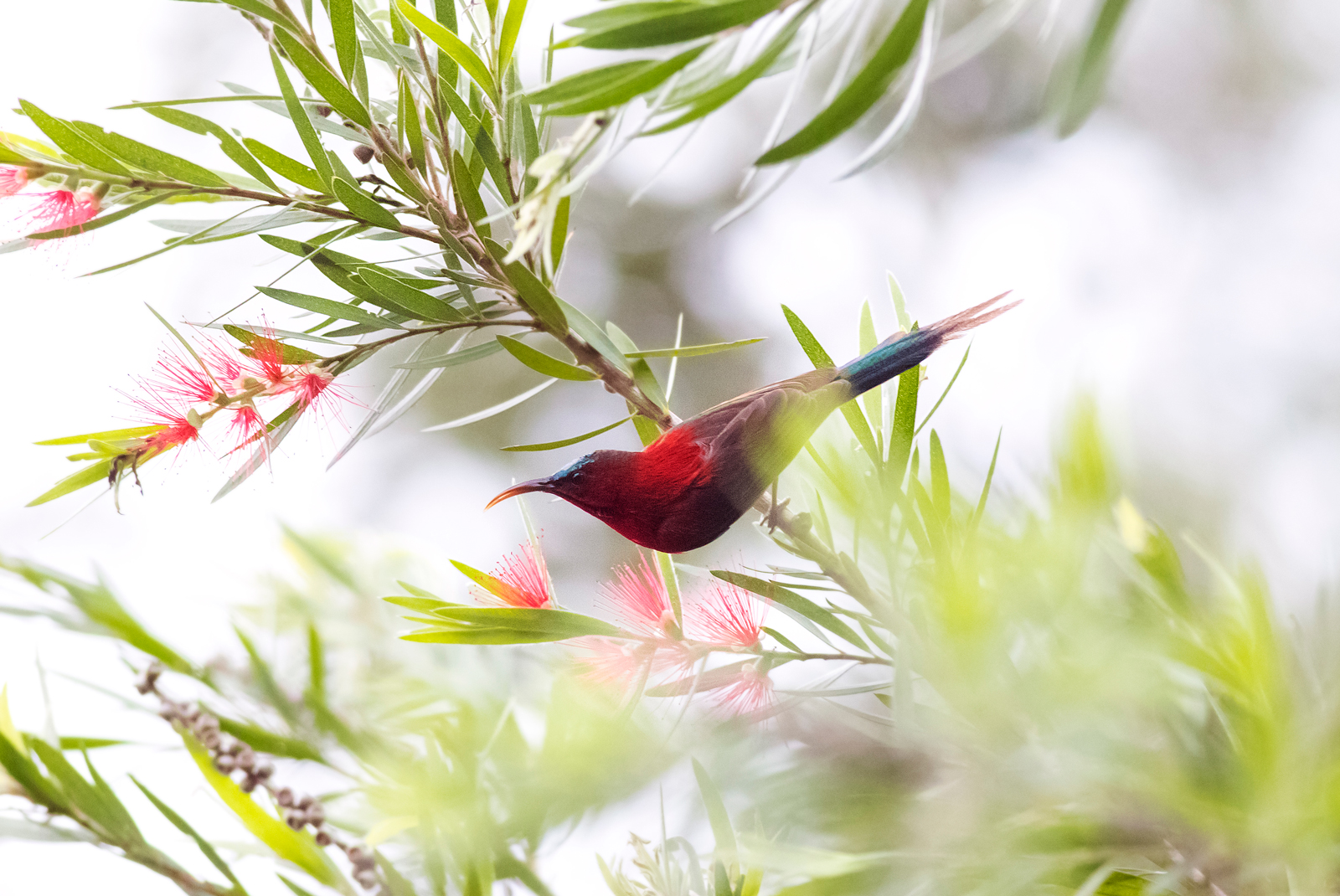 Crimson Sunbird