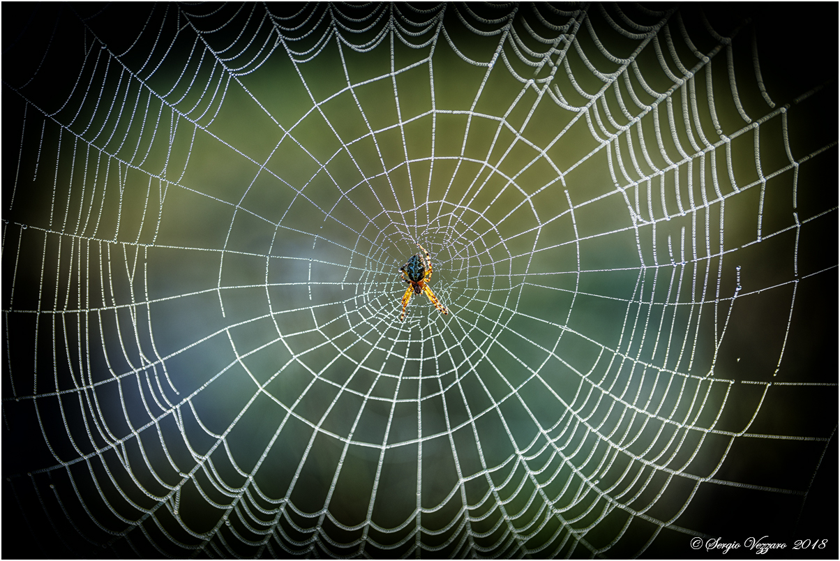 L'artista e la sua Opera