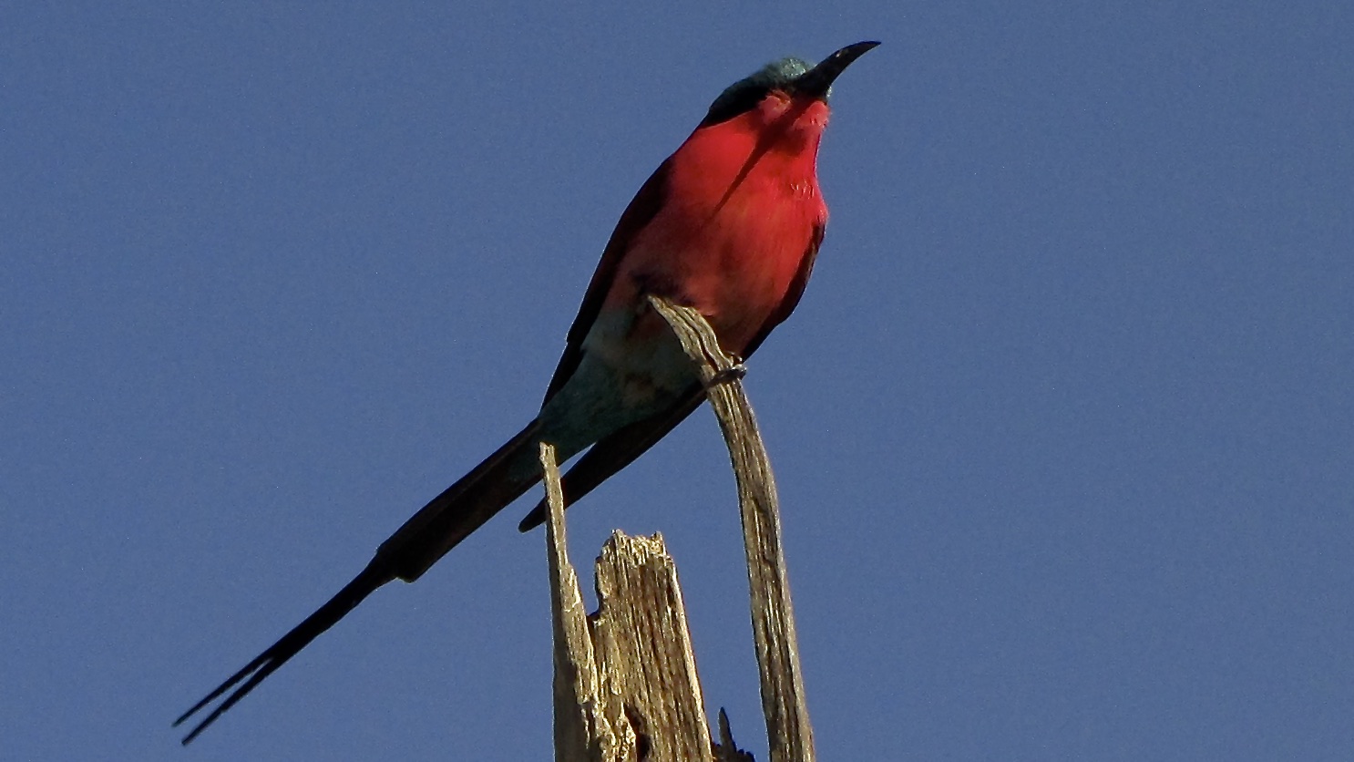 gonolek pettocremisi