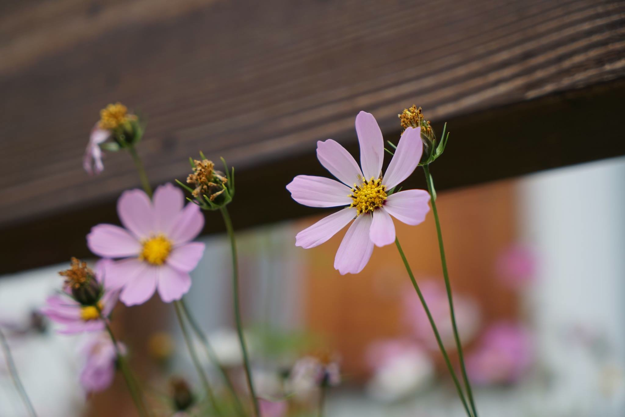 Fiori di Sauris, perla delle Alpi Carniche