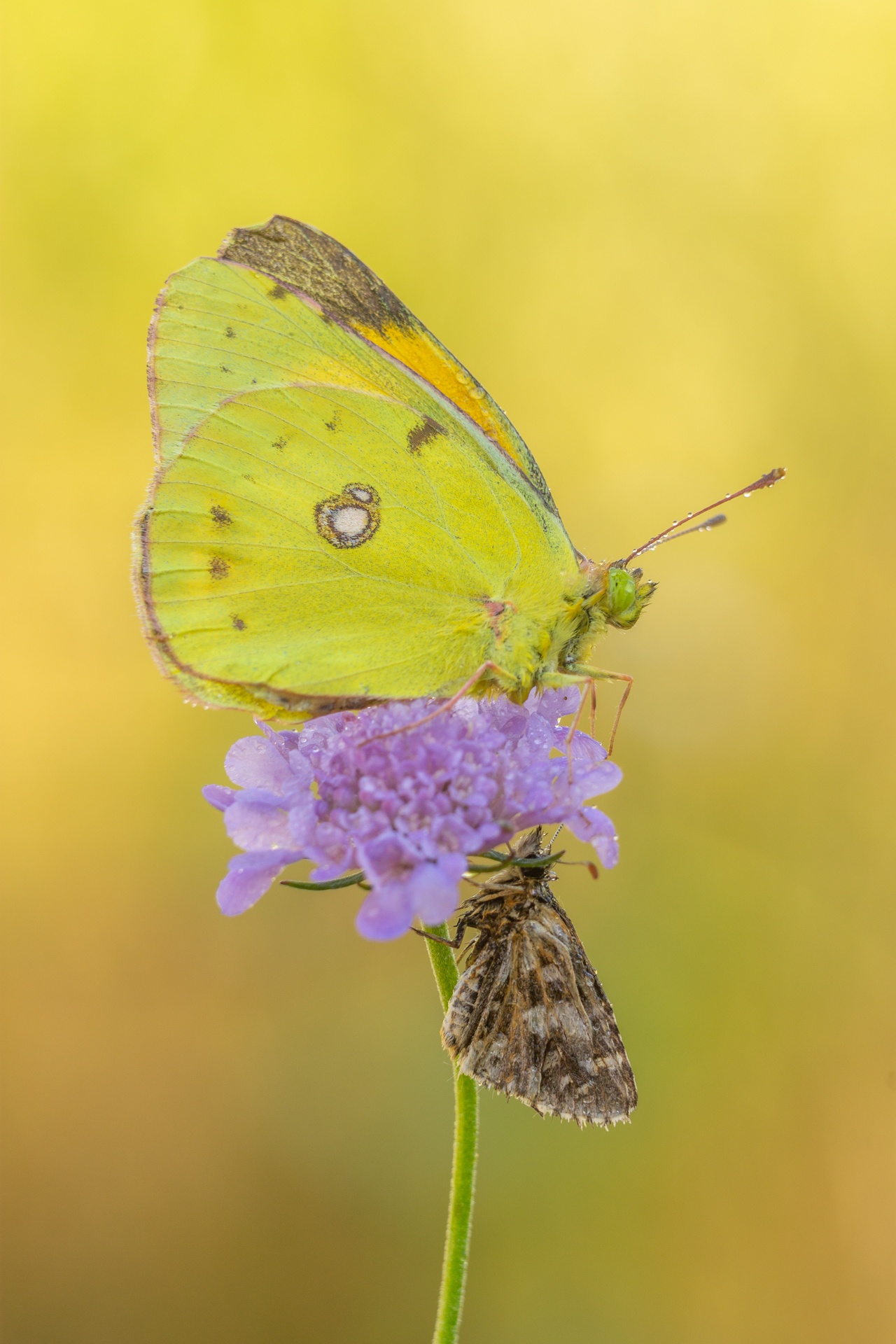 Crocea with companion