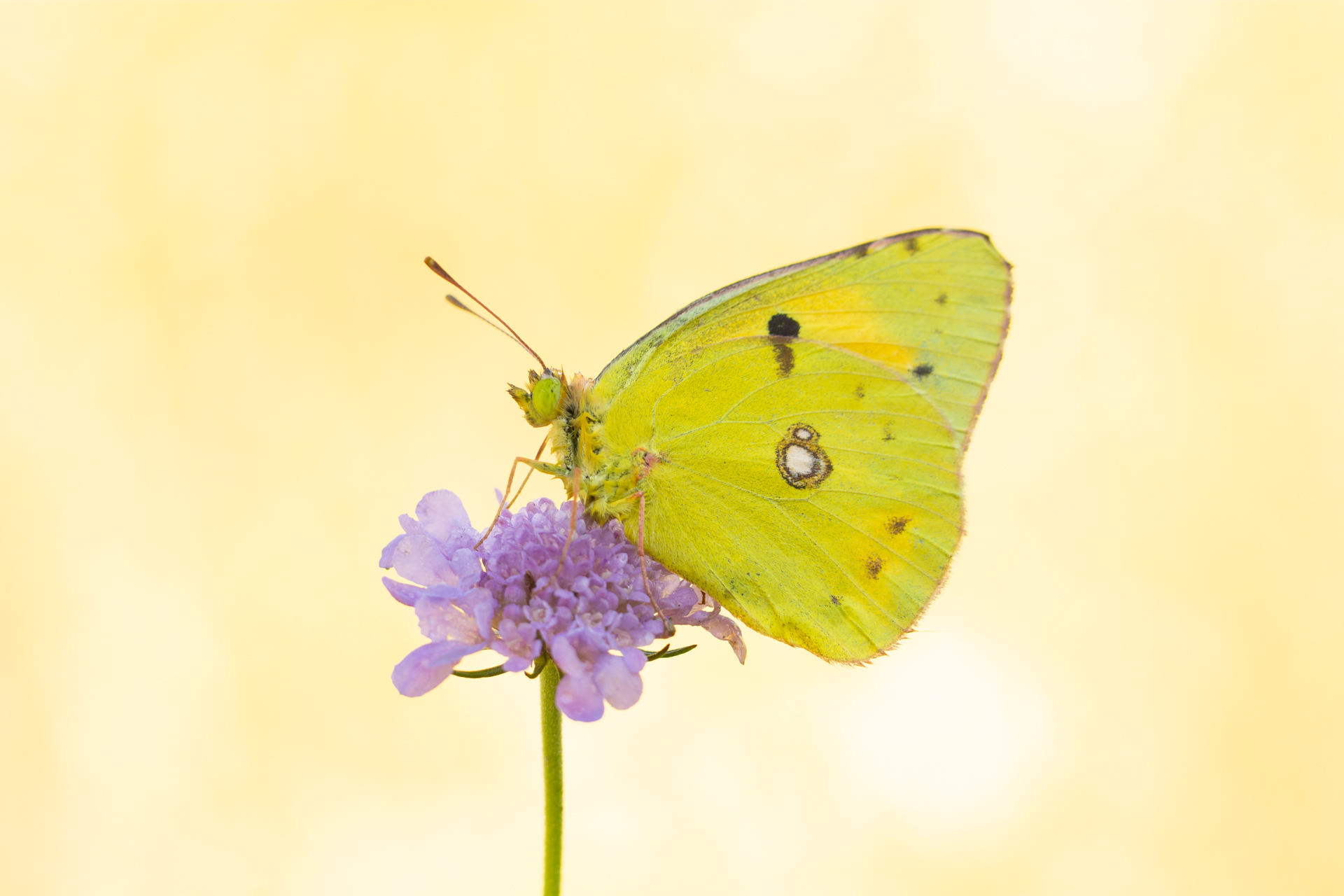 Colias croceus - 4