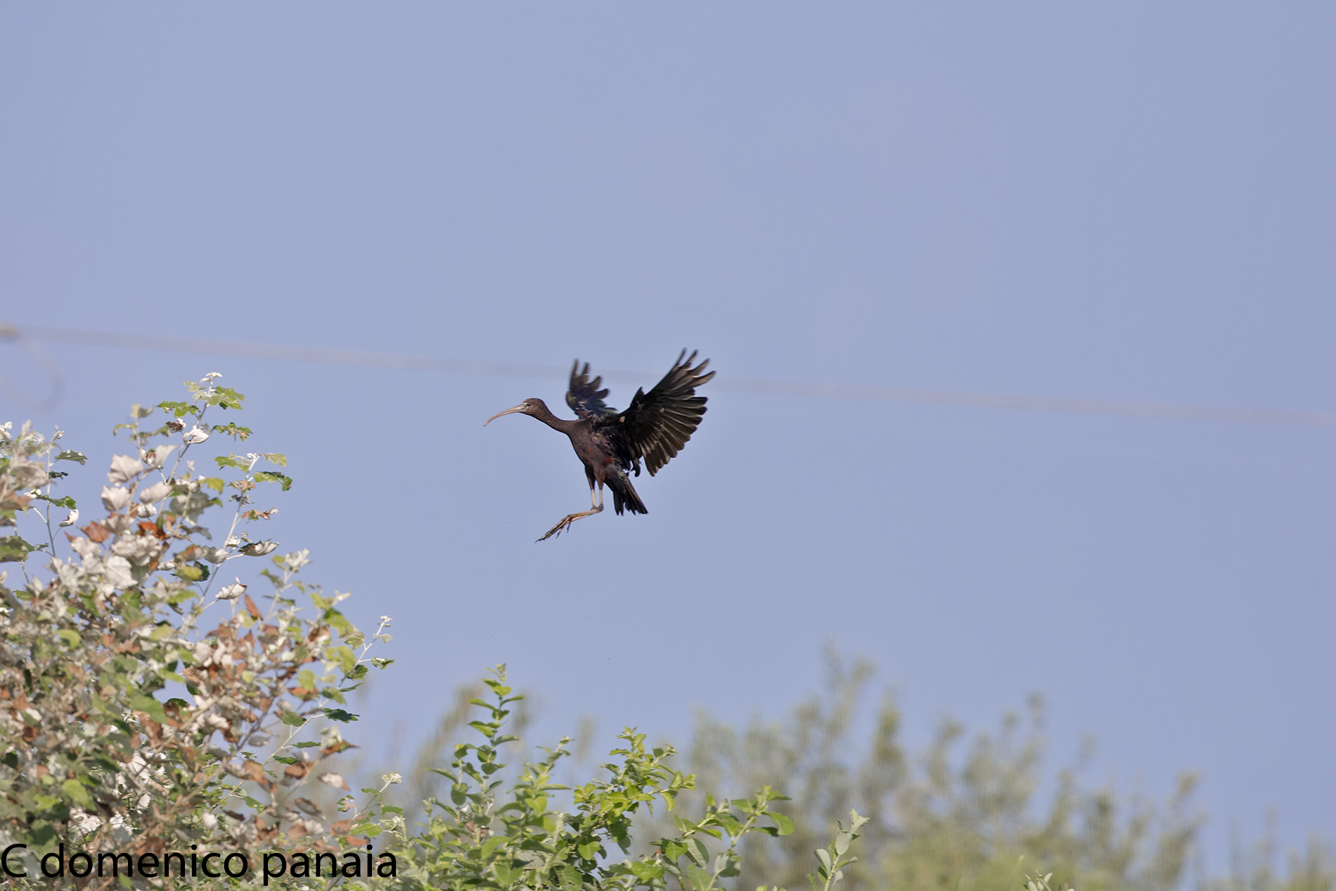 mignattaio in atterraggio