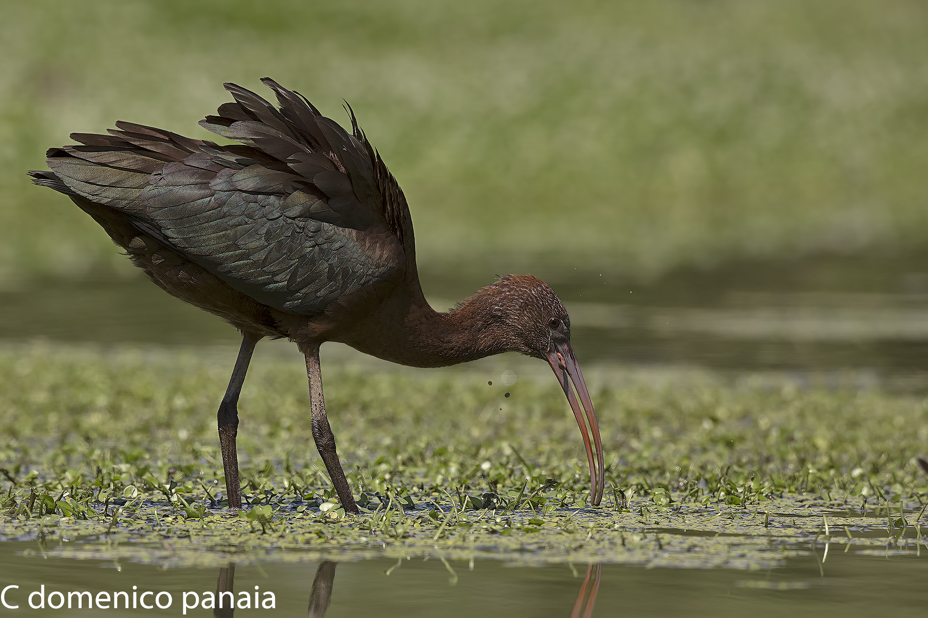mignattaio con preda