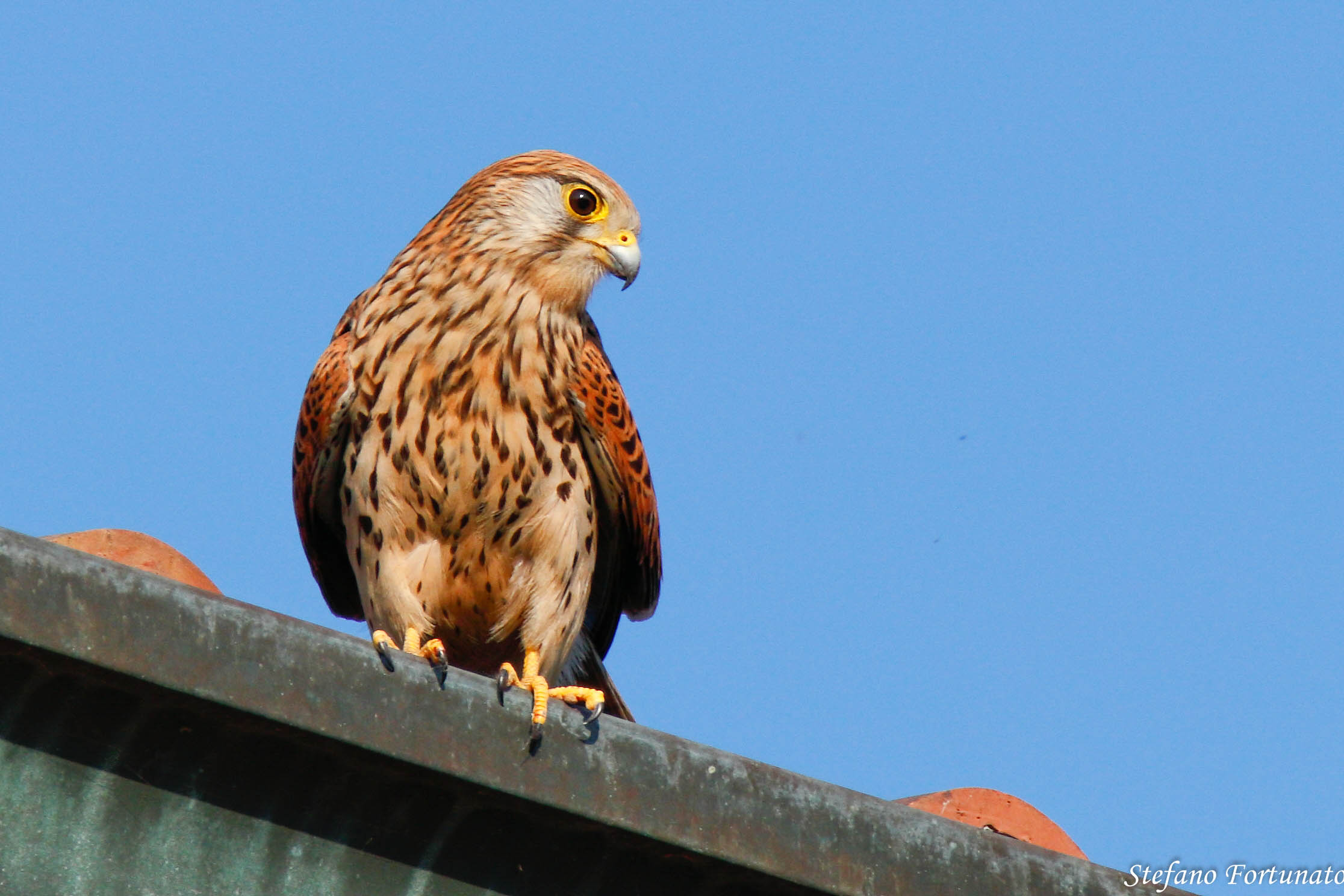 Gheppio femmina