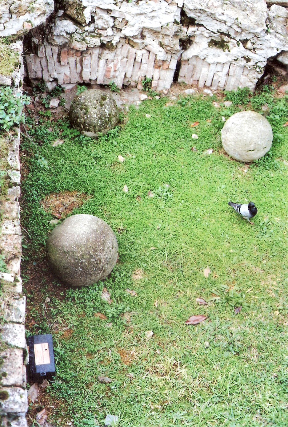 Piccione che gioca a bocce