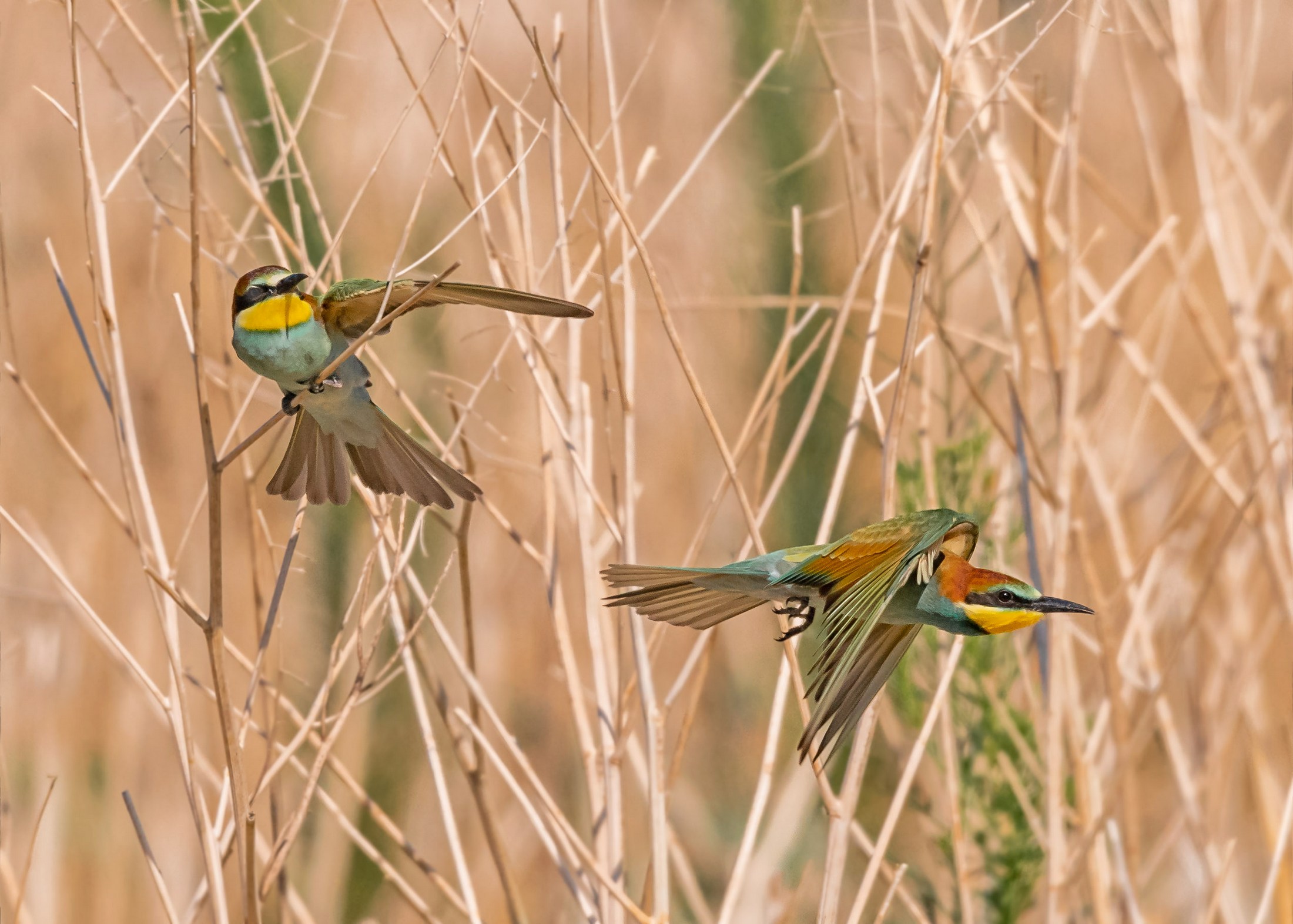 Gruccioni - Corri è andato di là !!!