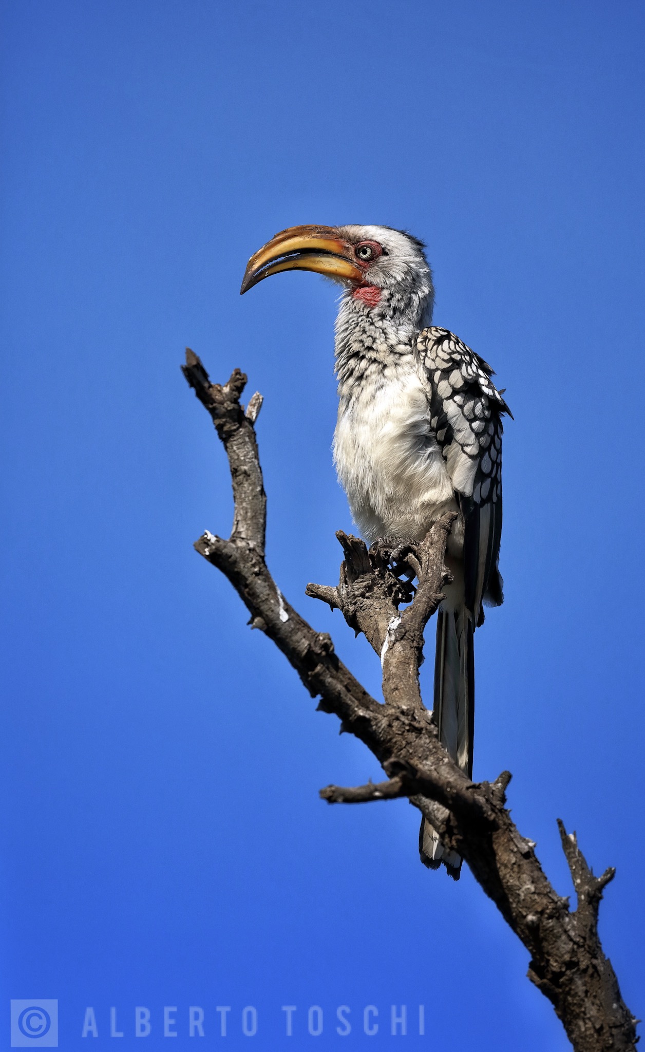 Hornbill