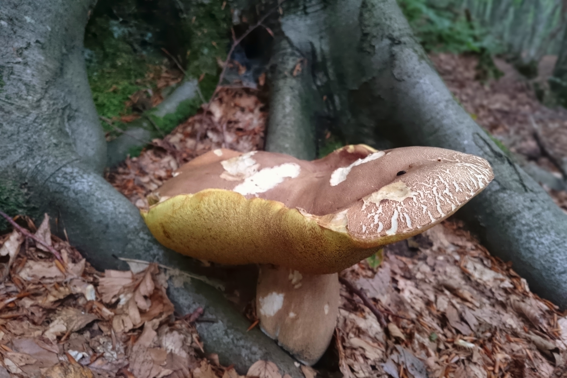 Summer Porcino, (Boletus aestivalis).