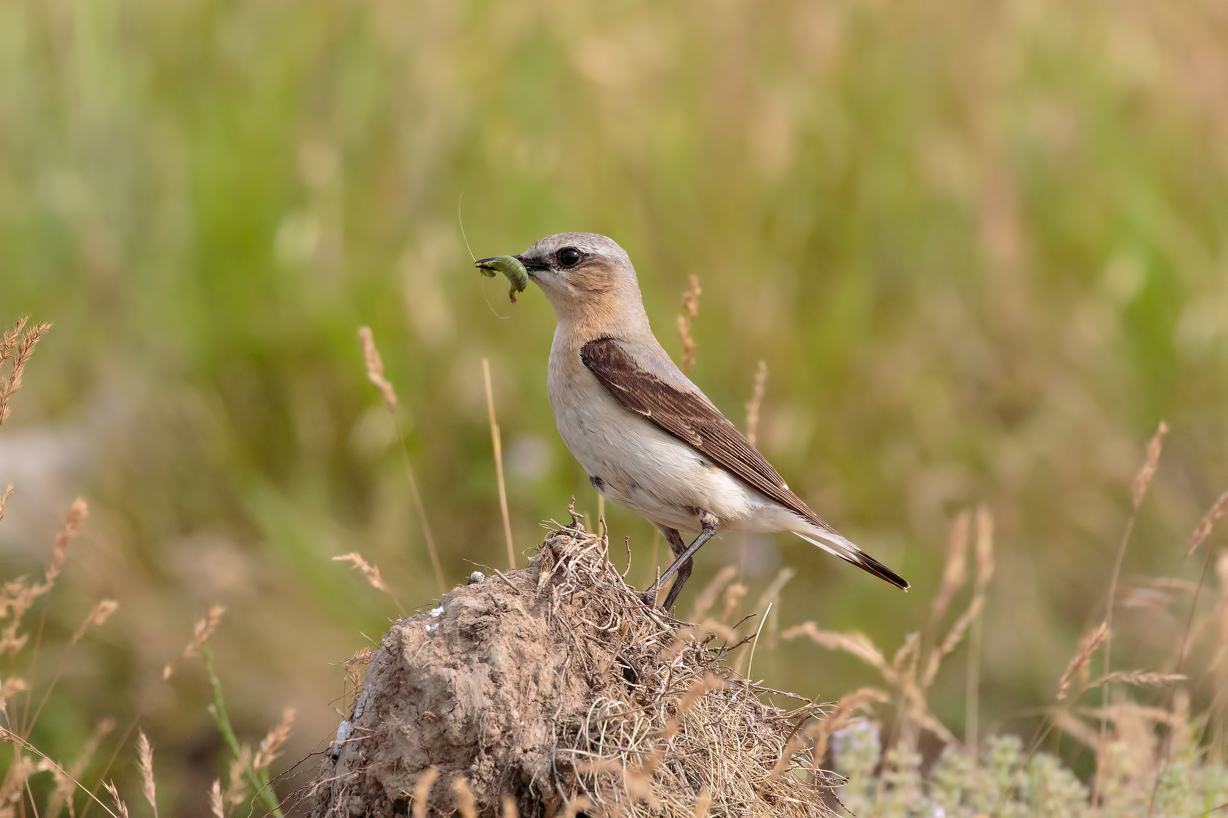 Wheatear