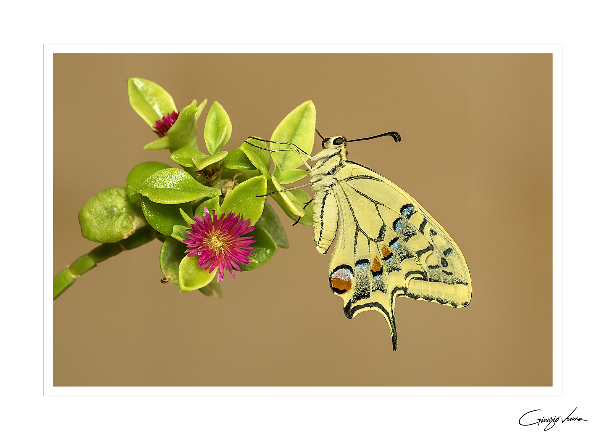 Macaone, Papilio machaon