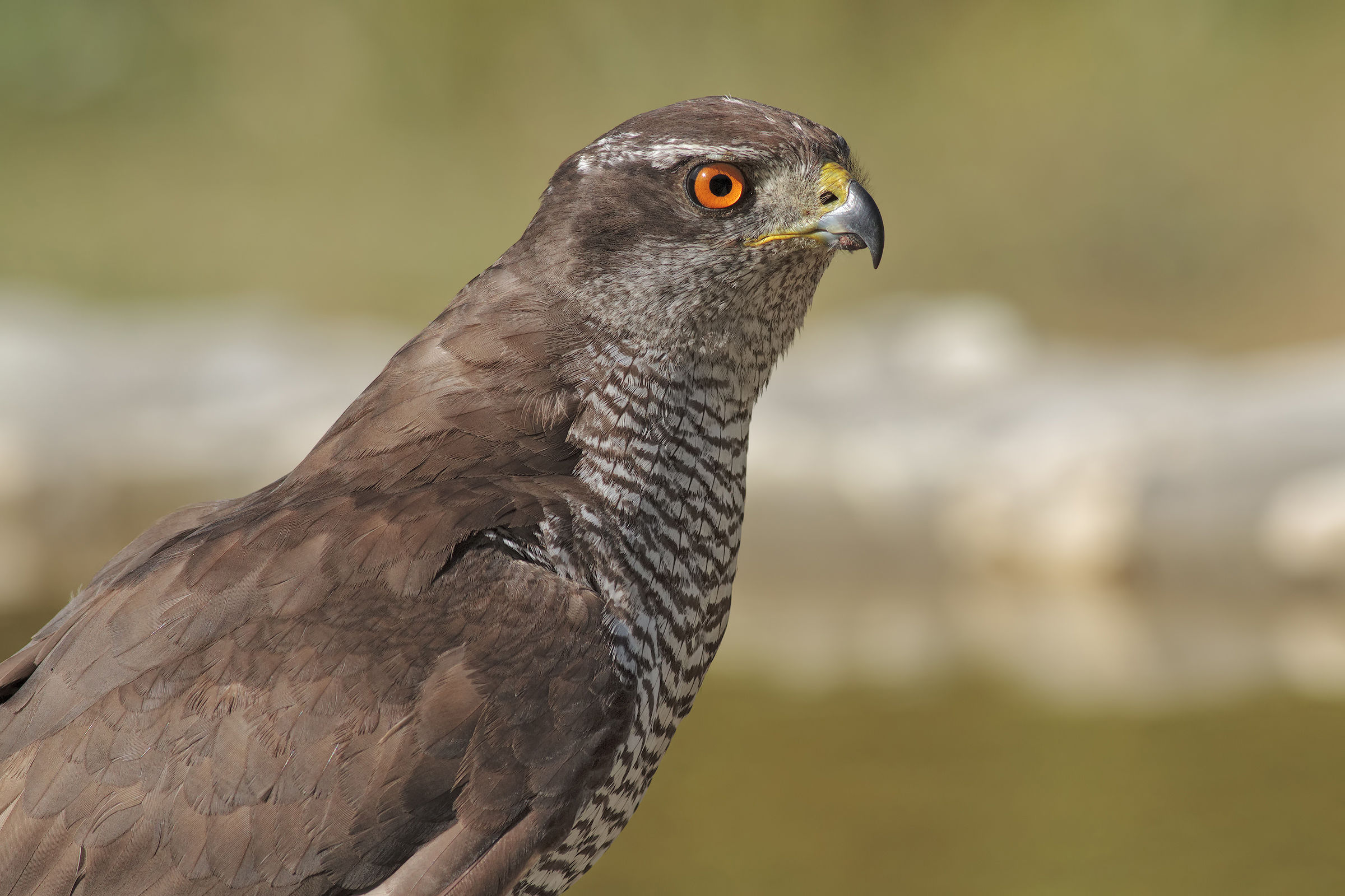 Goshawk