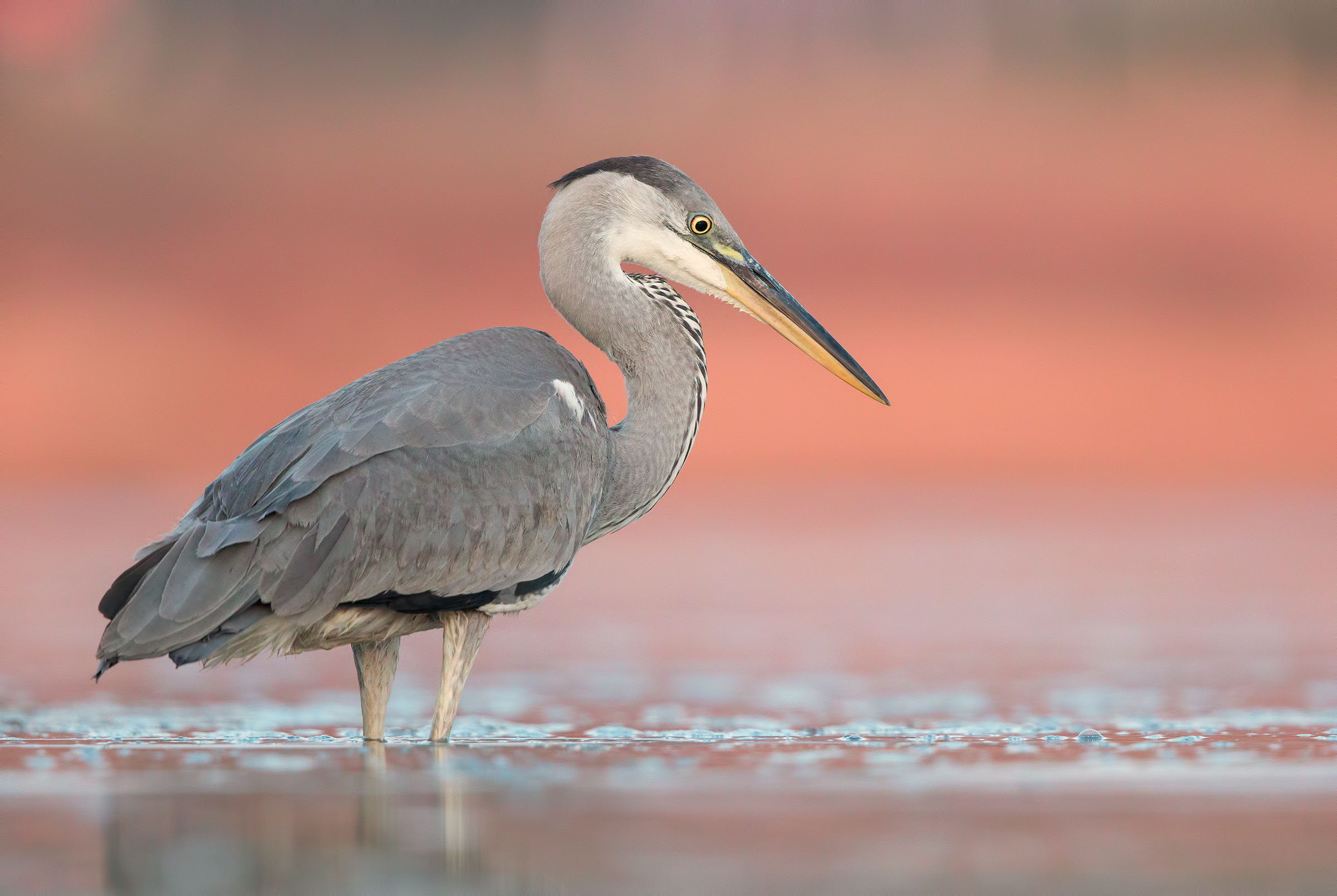 Grey Heron