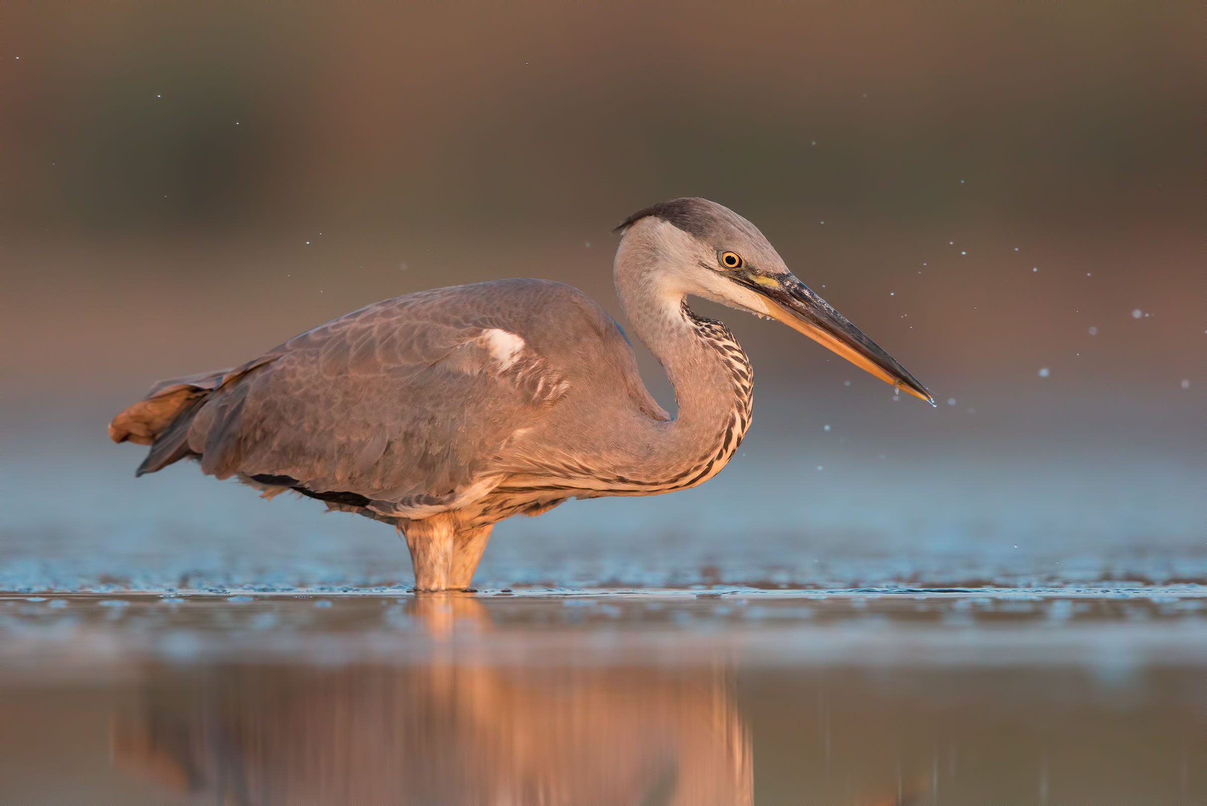 Grey Heron