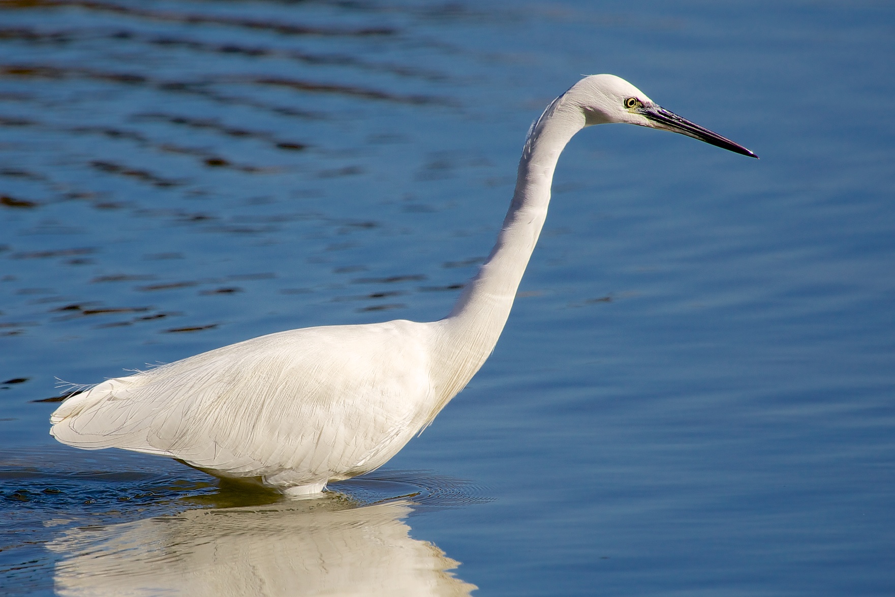 Egret hunting