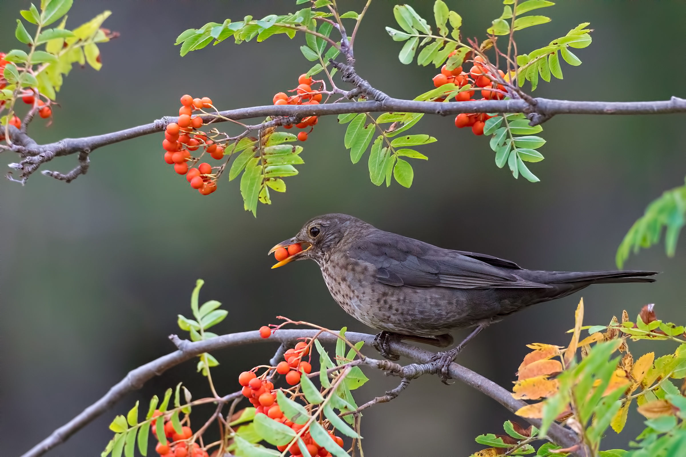 Merlo femmina con bacche di sorbo dell'uccellatore.
