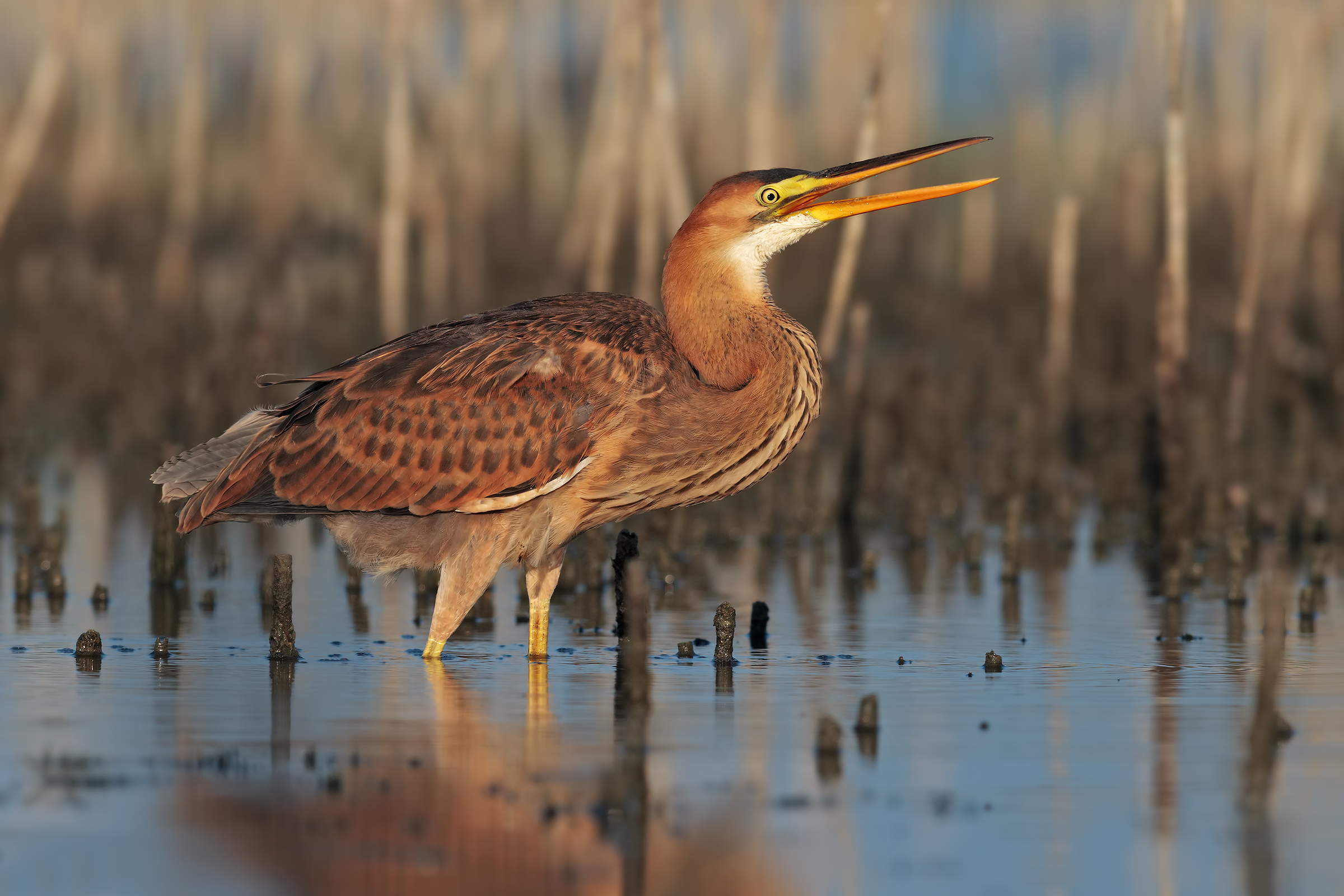 Red Heron