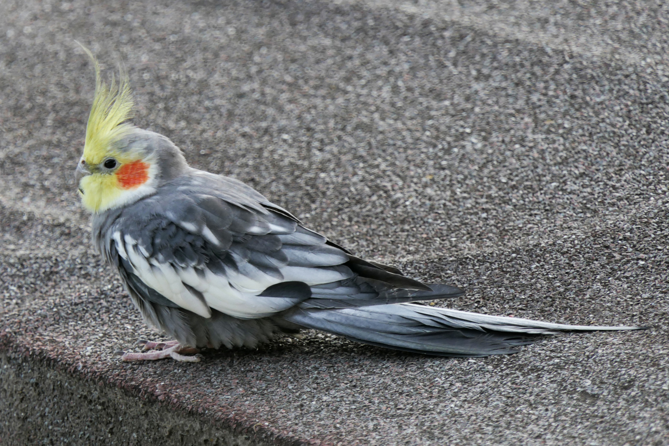 cinnamon calopsitte ( nymphicus hollandicus )