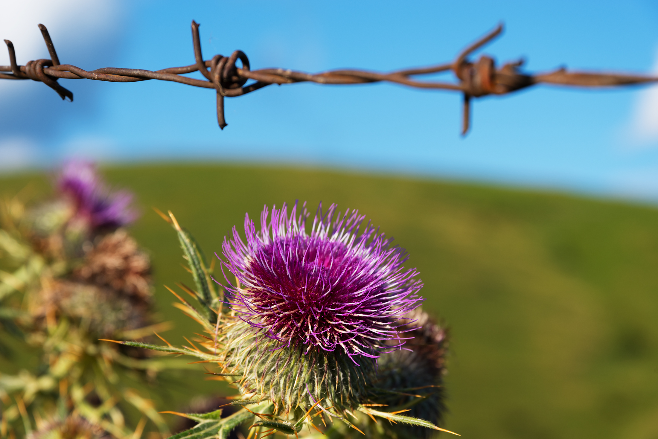 Ci sono spine e spine.....