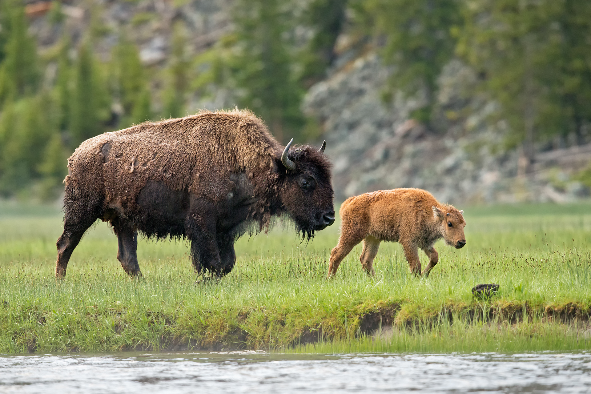 Bison bison (American bison) - USA