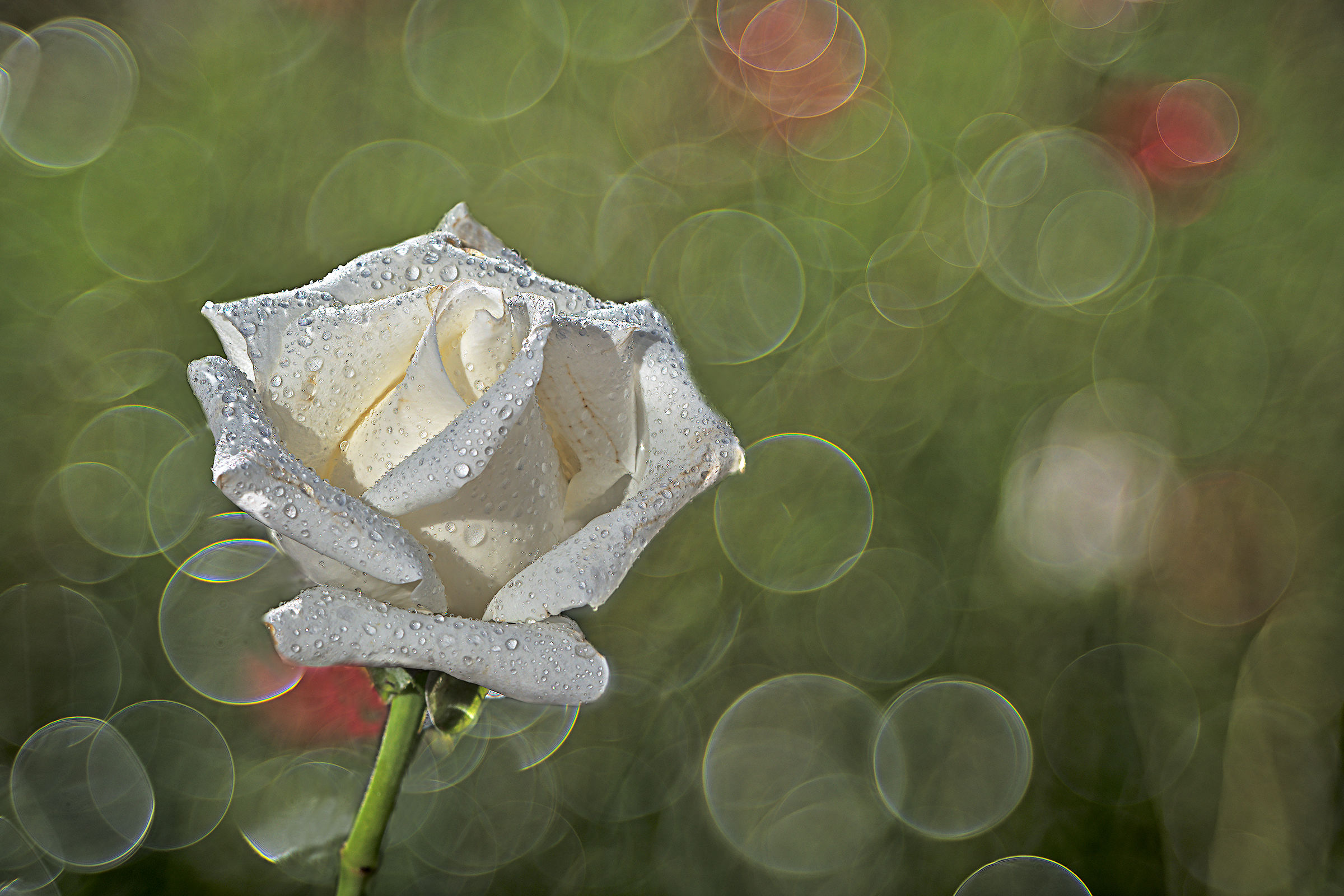 Innocence, pure and spiritual love.