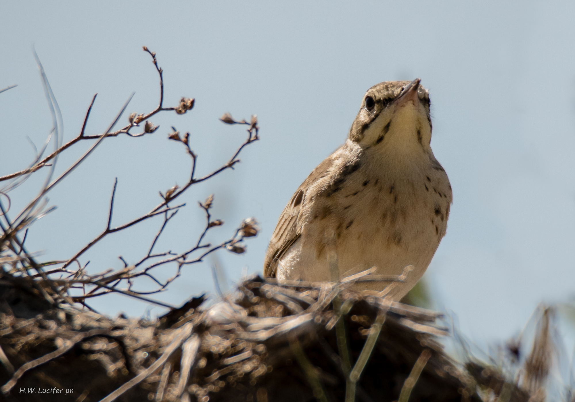Calandro tra le dune