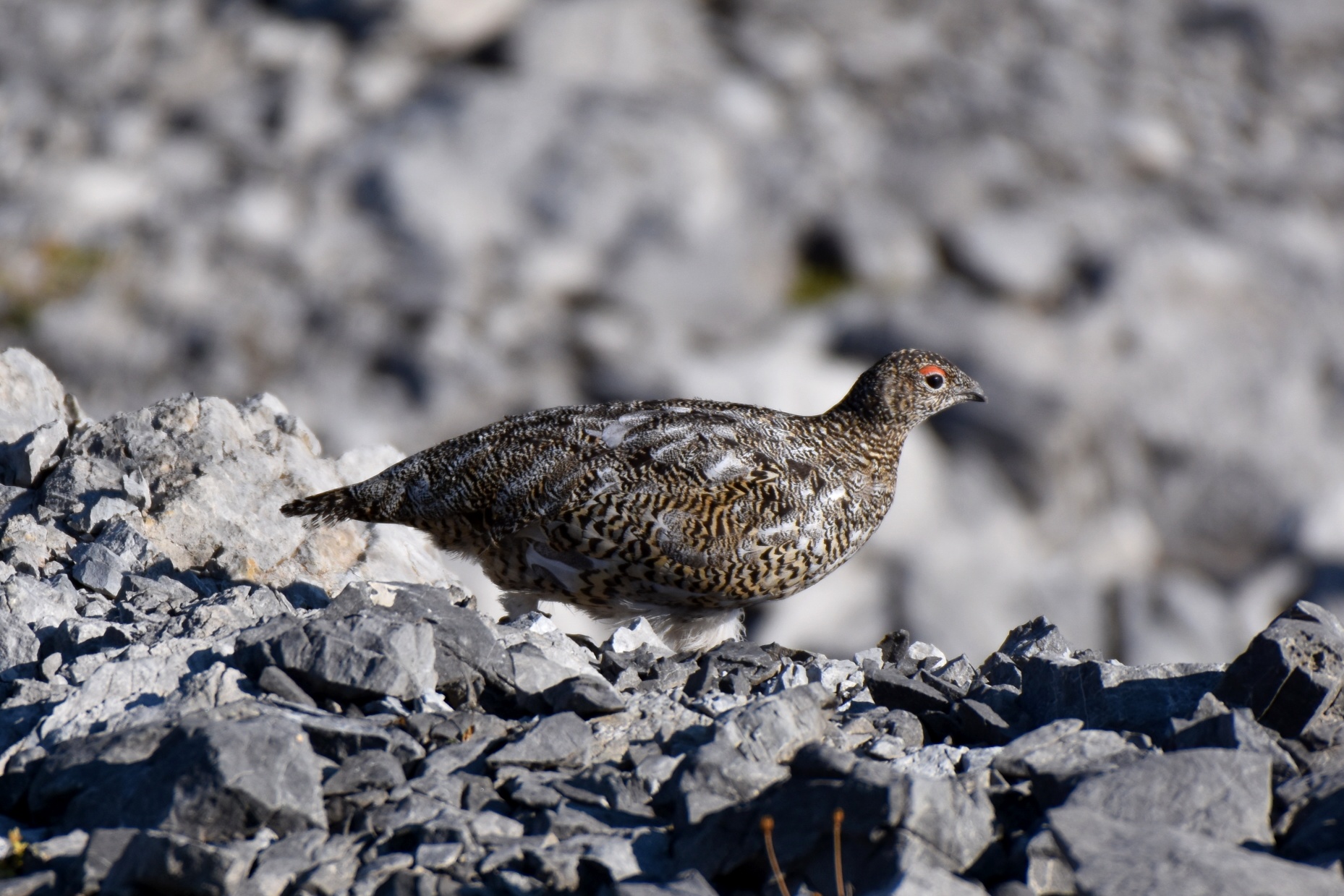 White Partridge