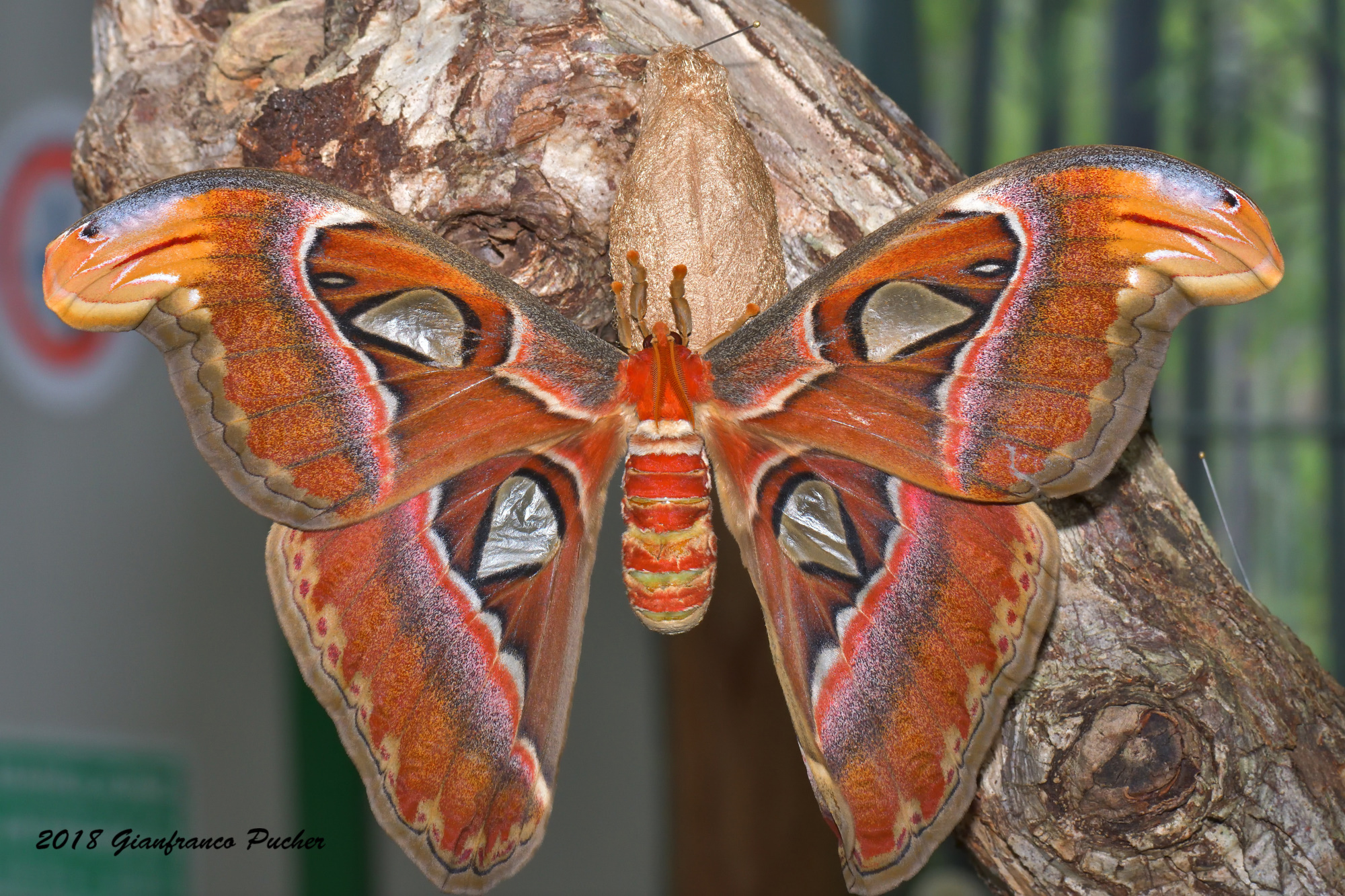 Attacus Atalas