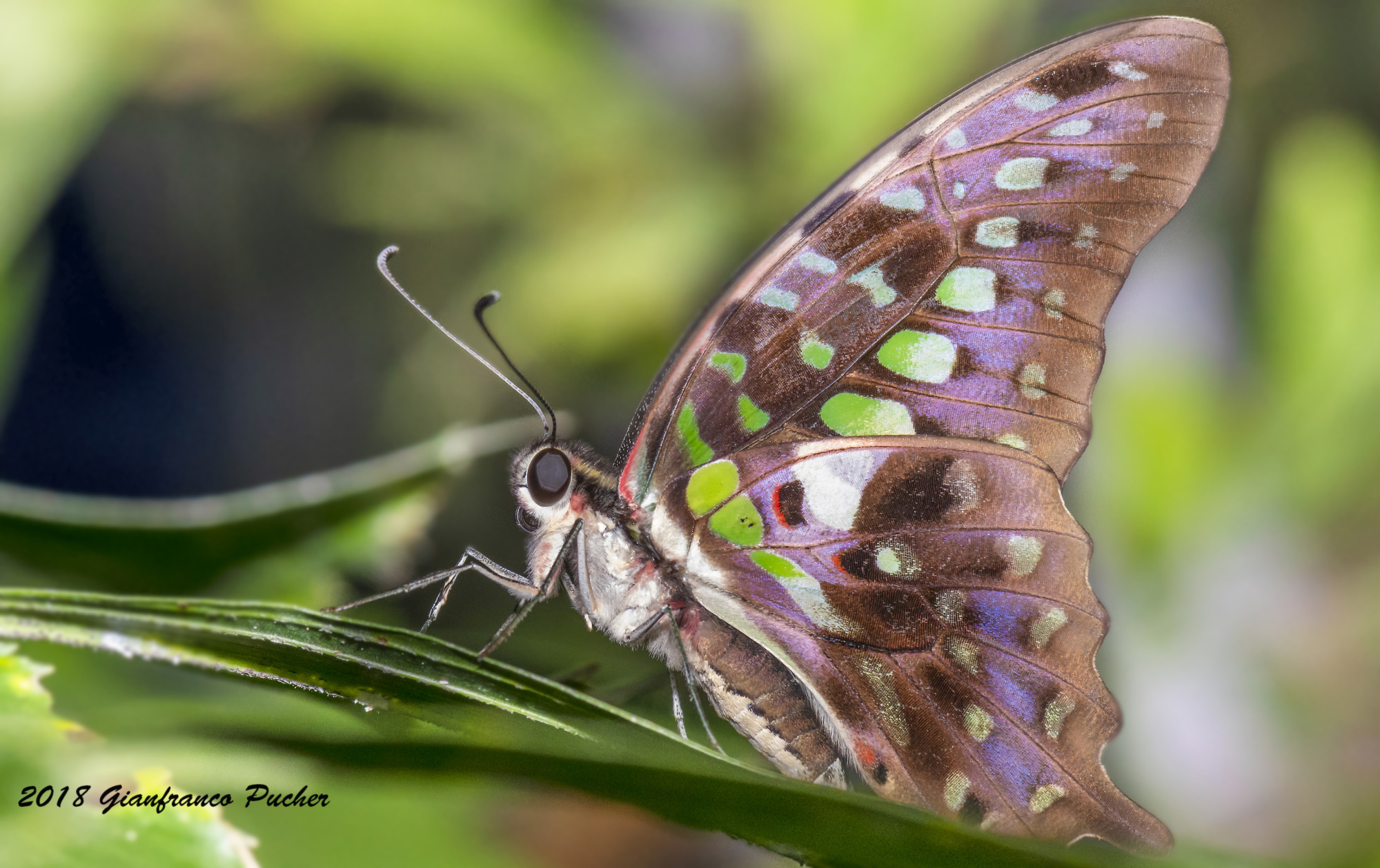 Graphium Agamemnon