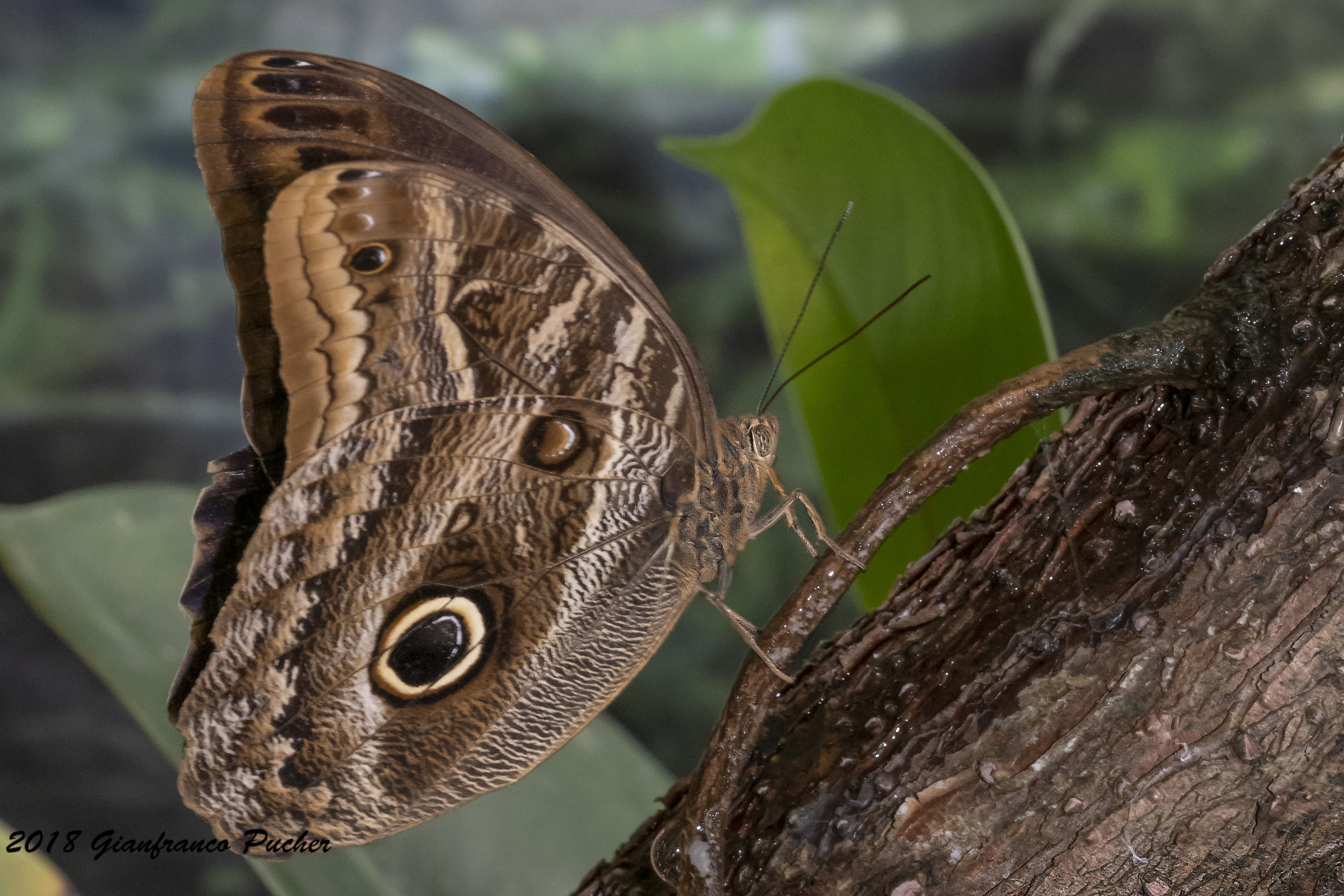 Caligo Eurilochus