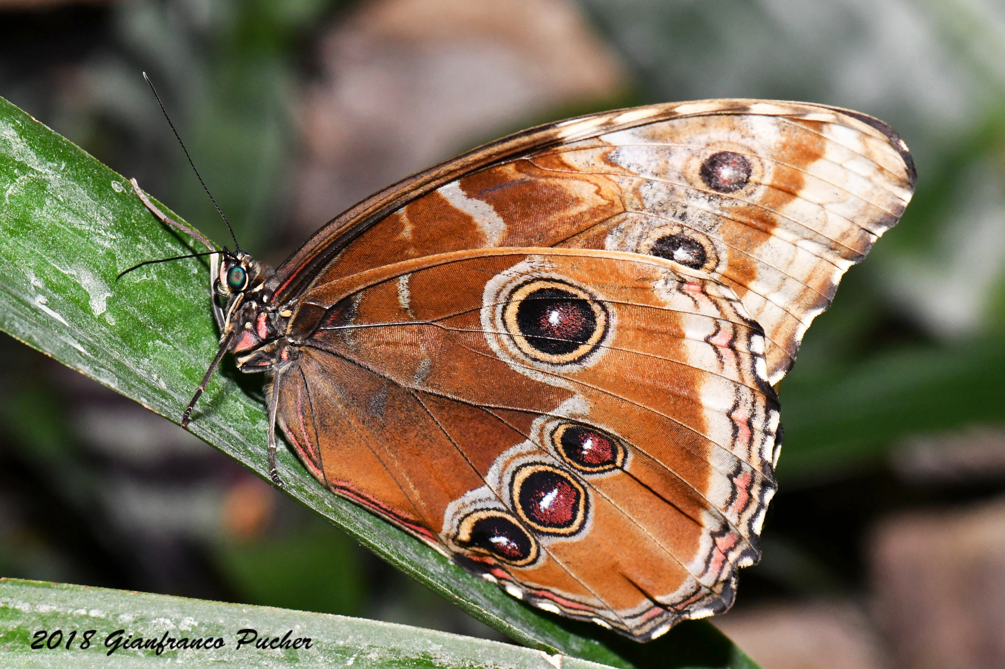 Morpho peleides