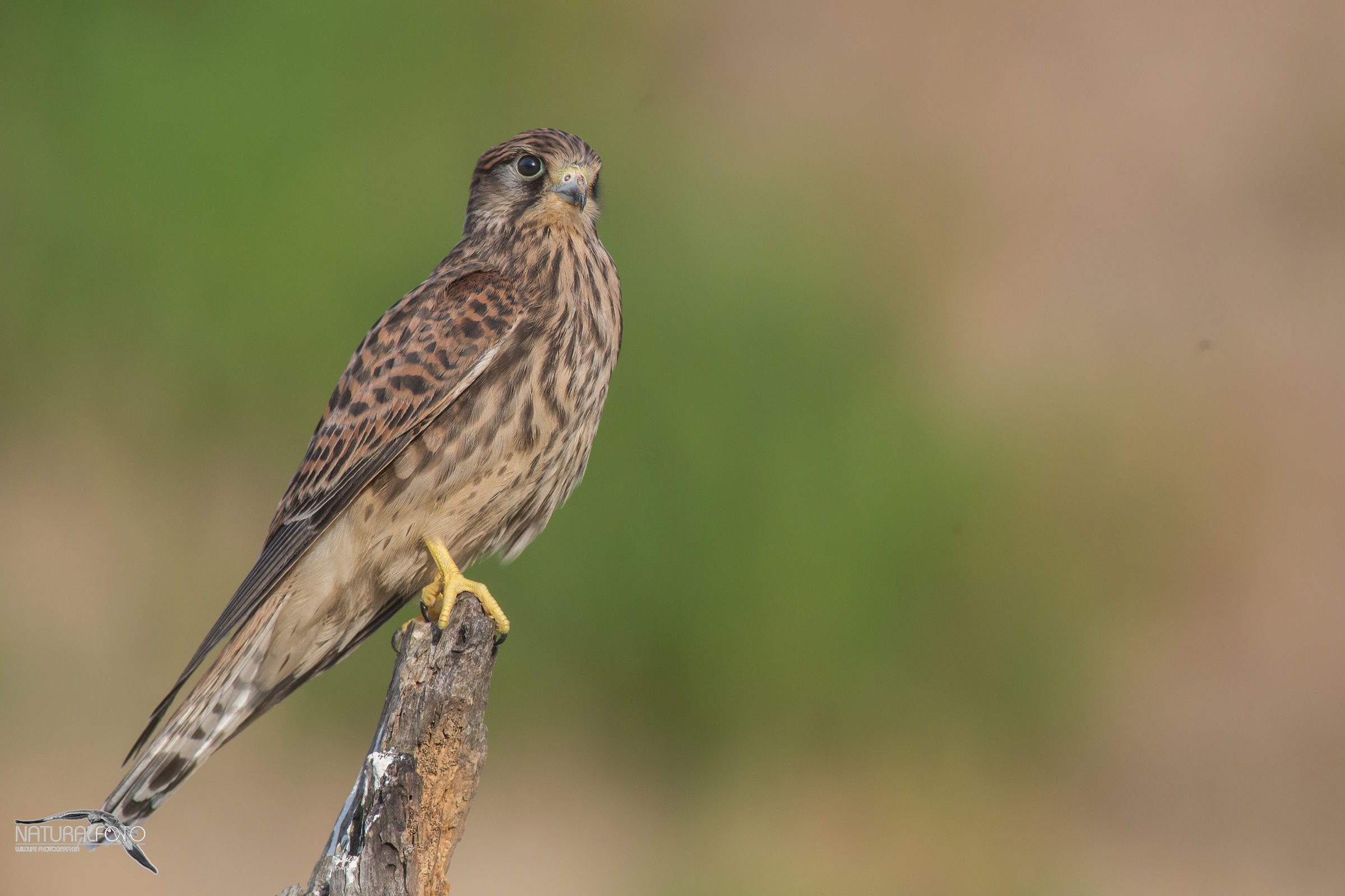 Gheppio capanno rapaci basso