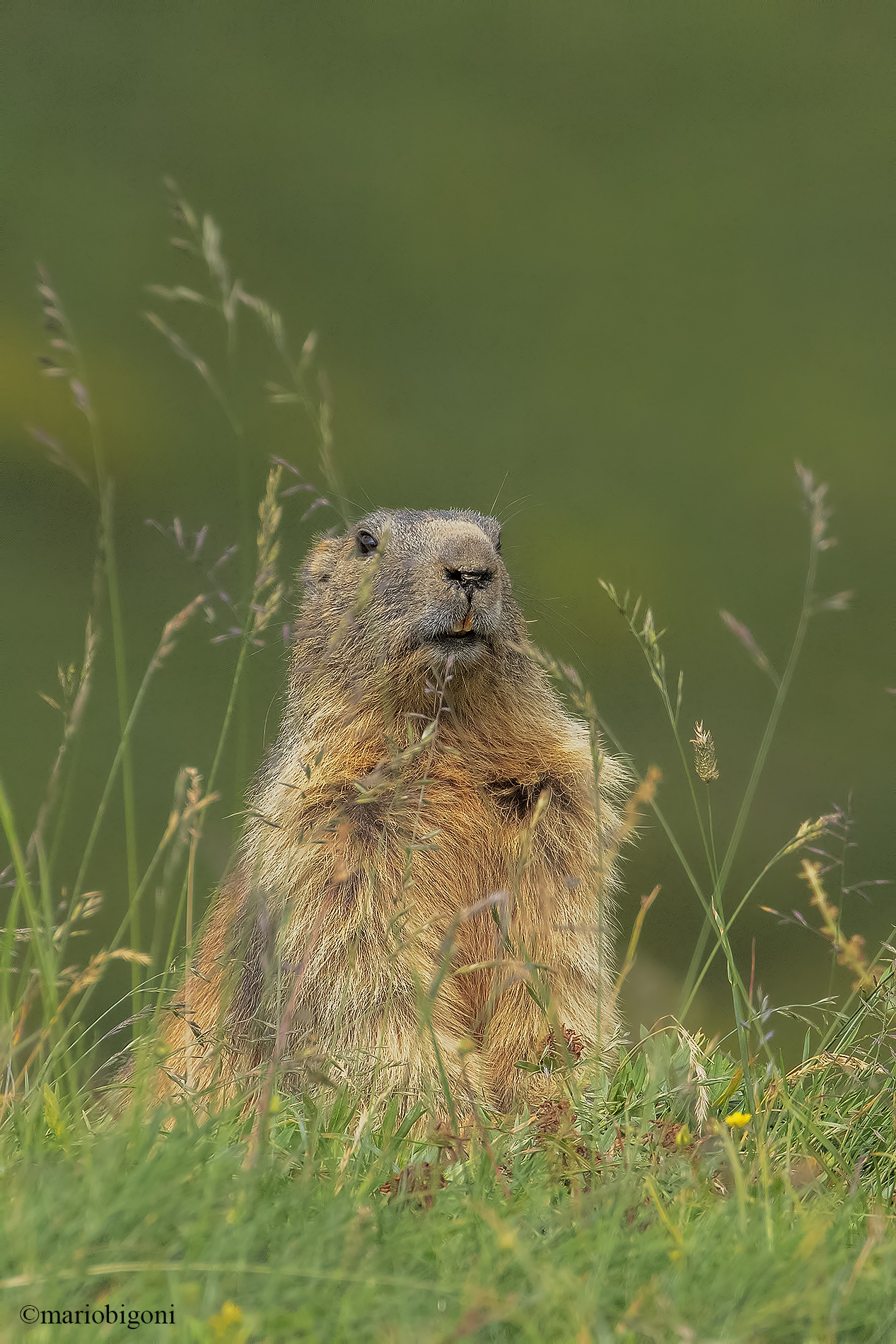 Marmotta