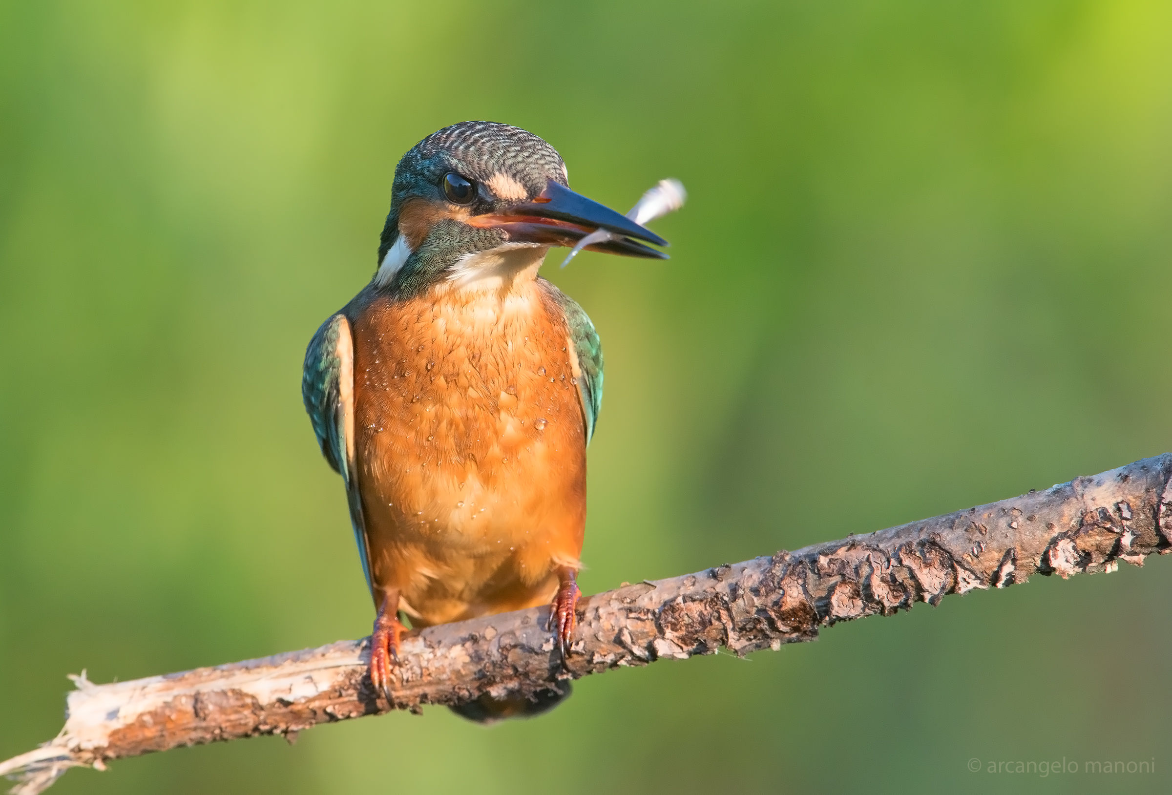 Waving a little fish