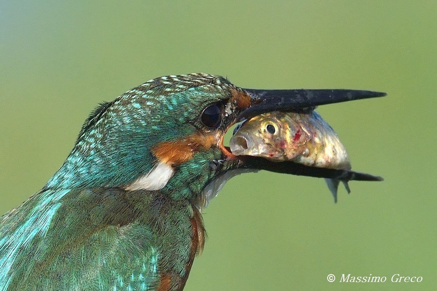 The anguish of a fish..