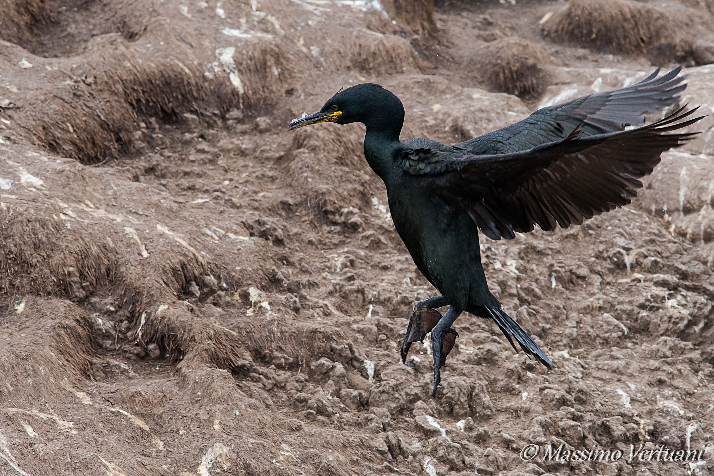 Cormorano dal Ciuffo