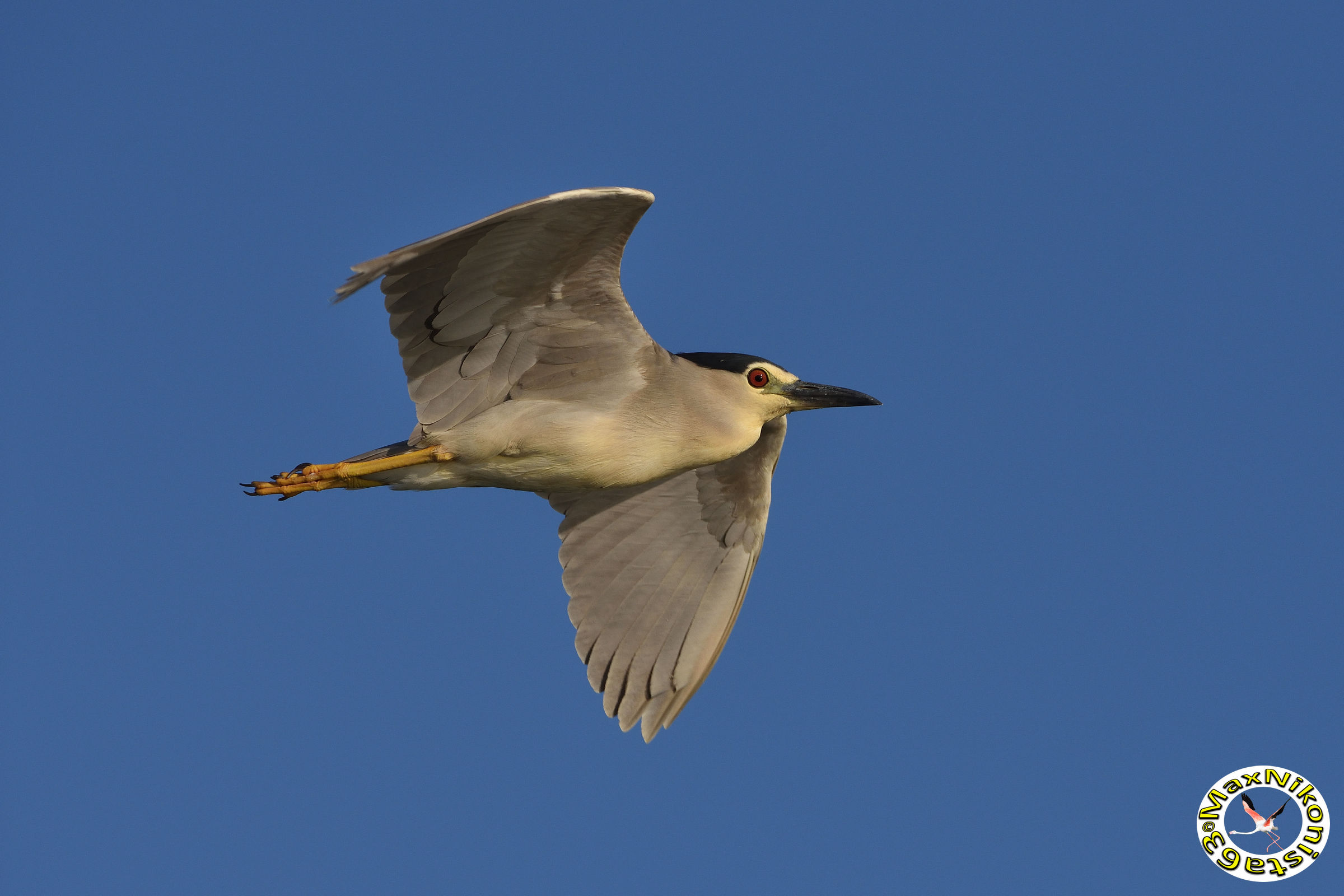 Nitticora a ferragosto