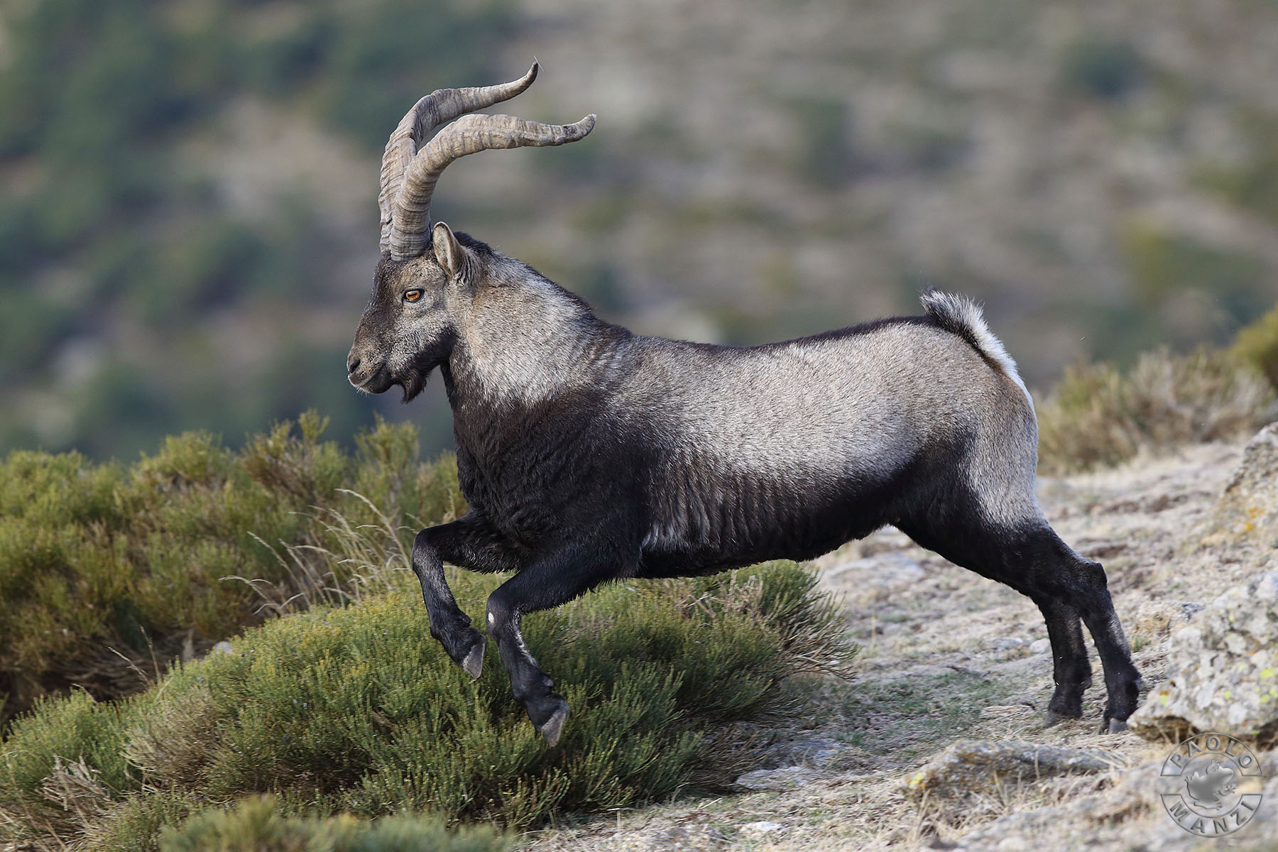 Iberian Ibex