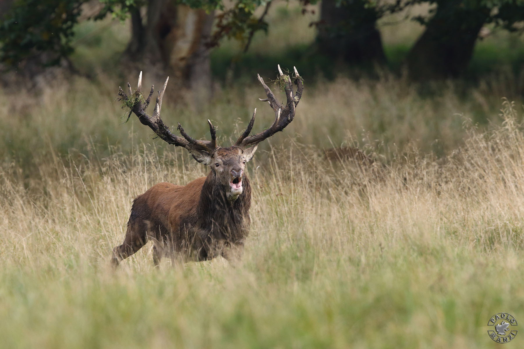 Red Deer