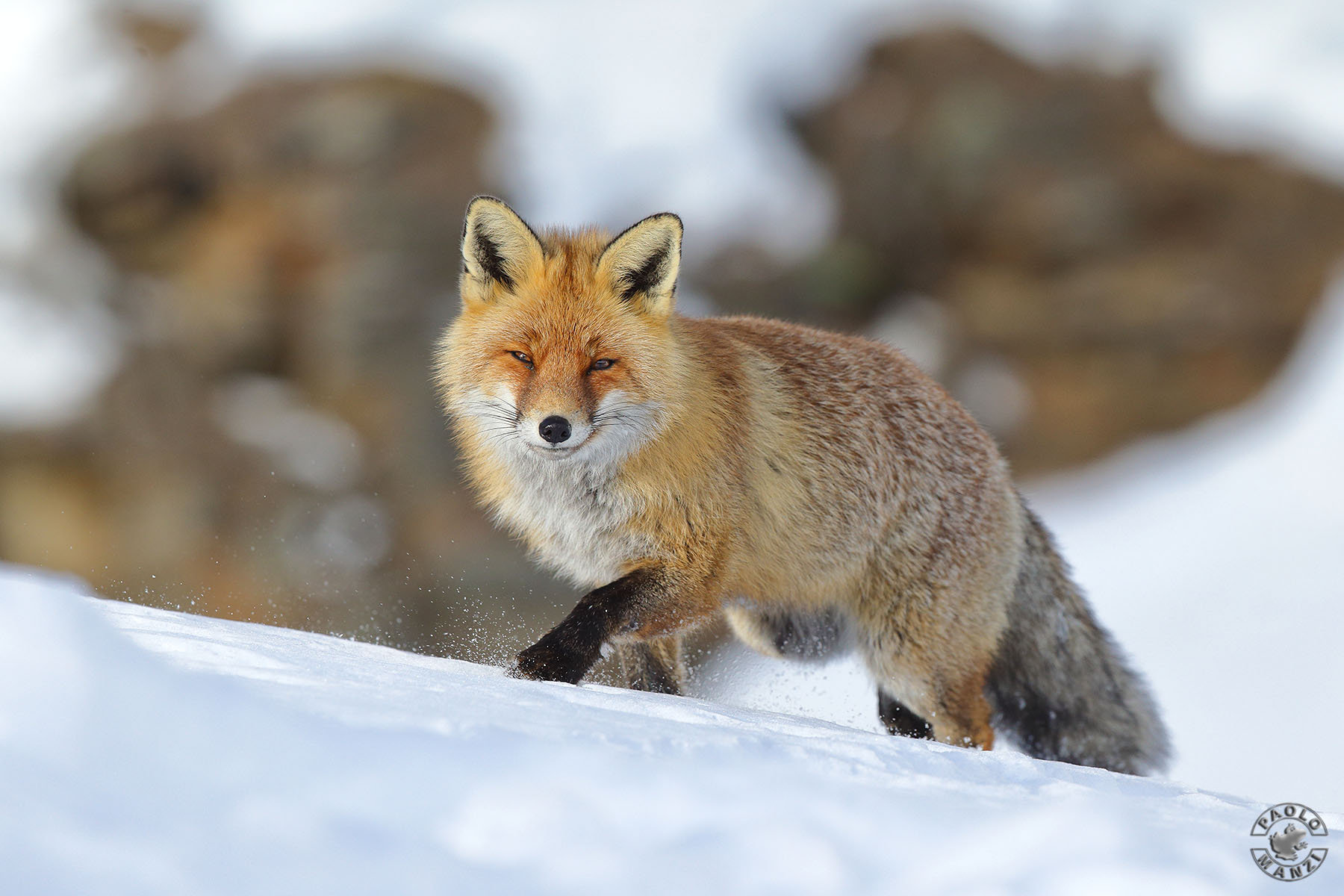 Red fox