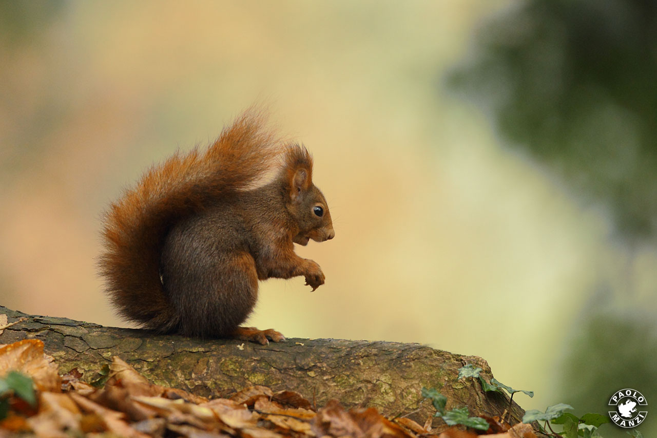 Red squirrel